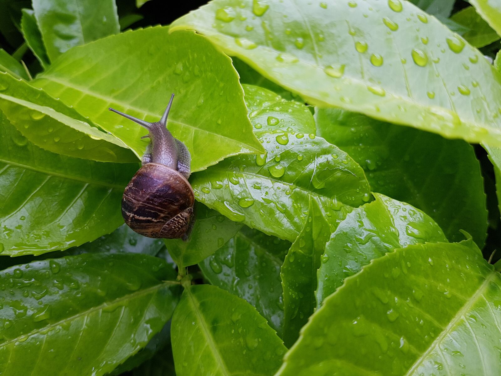 Samsung Galaxy S7 sample photo. Snail, green, garden photography