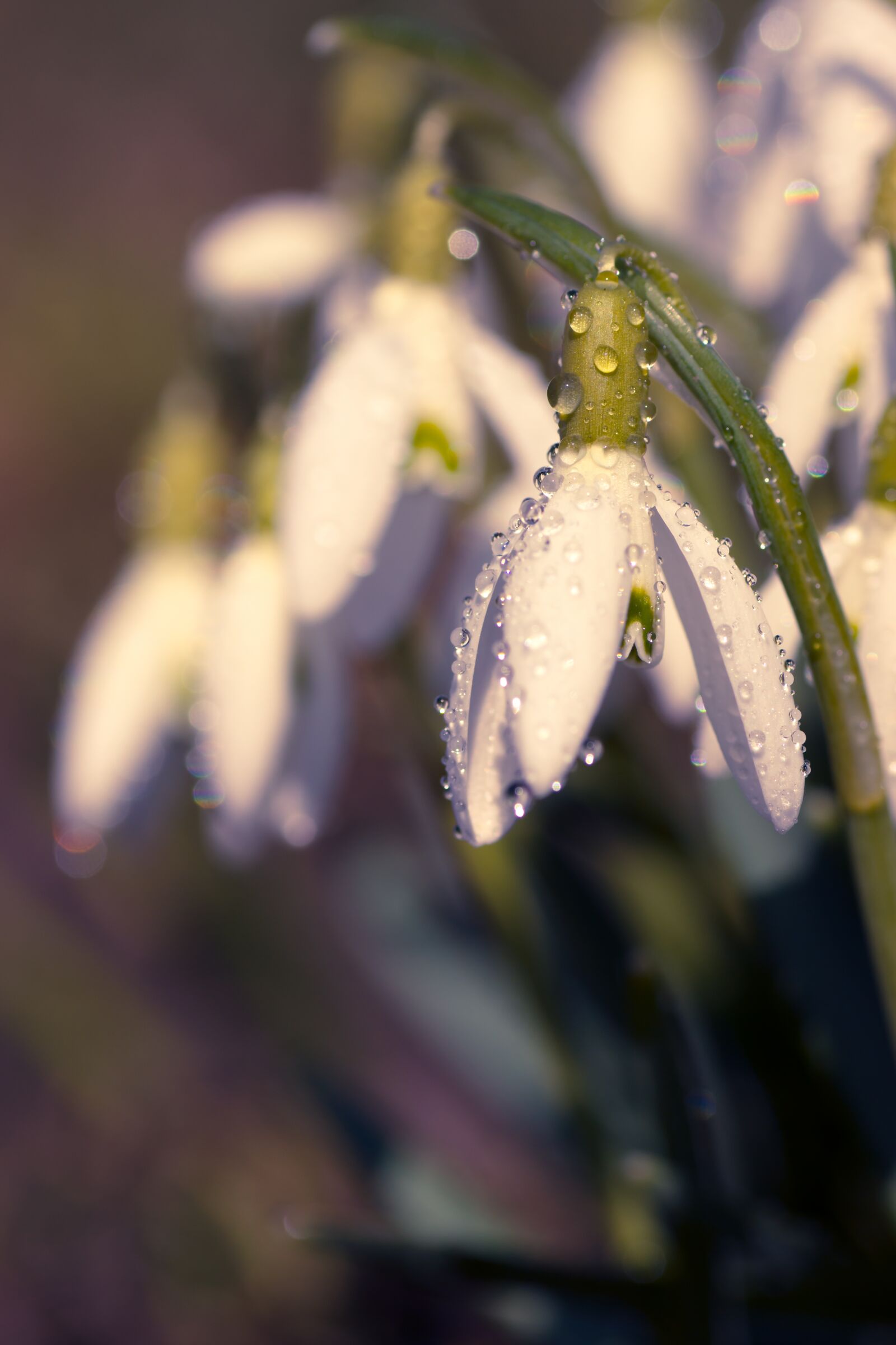 Sony SLT-A65 (SLT-A65V) sample photo. Snowdrop, spring, flower photography