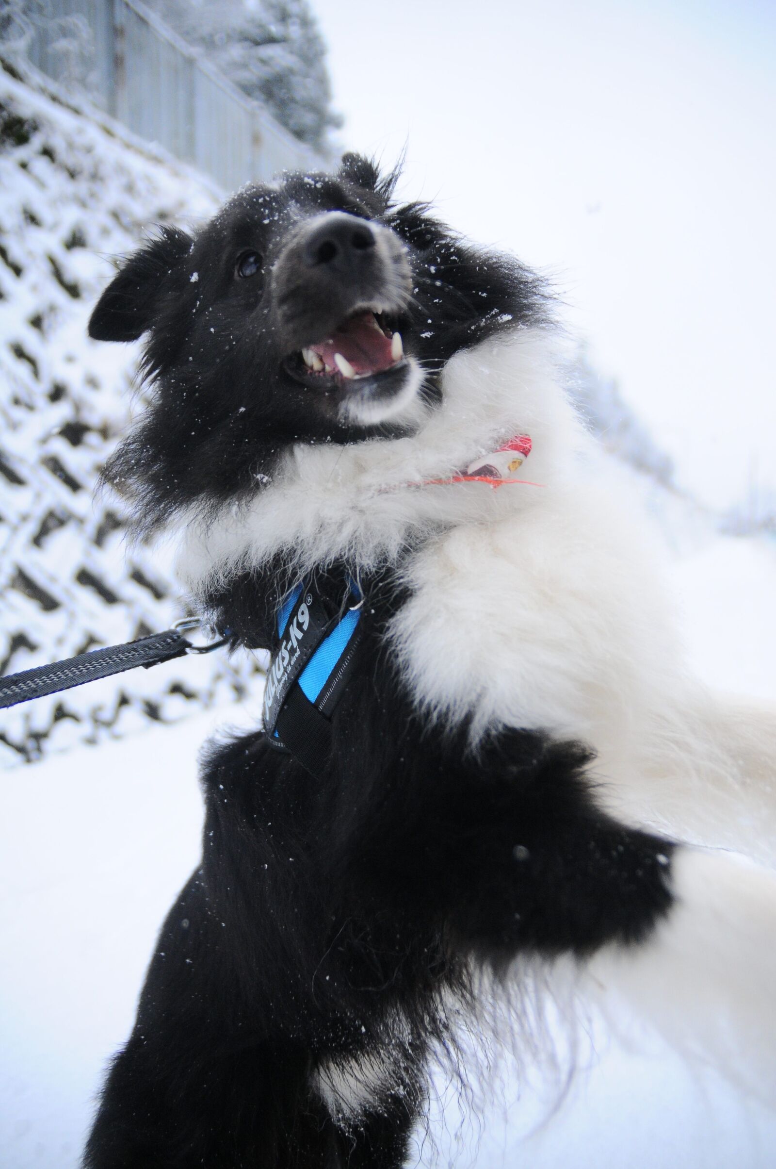 Nikon D300S sample photo. Winter, snow, dog photography