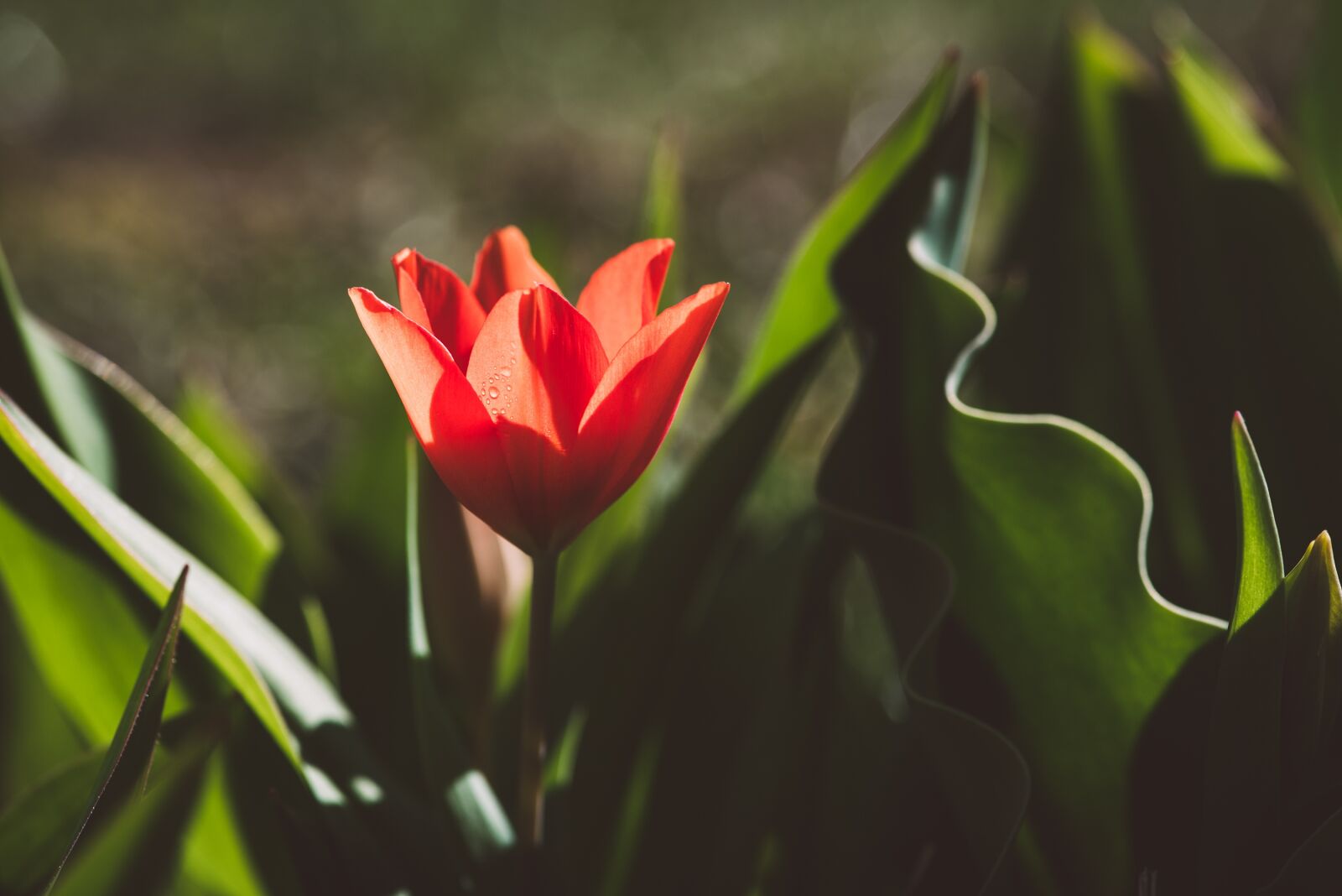 Nikon D750 sample photo. Tulip, flower, red photography