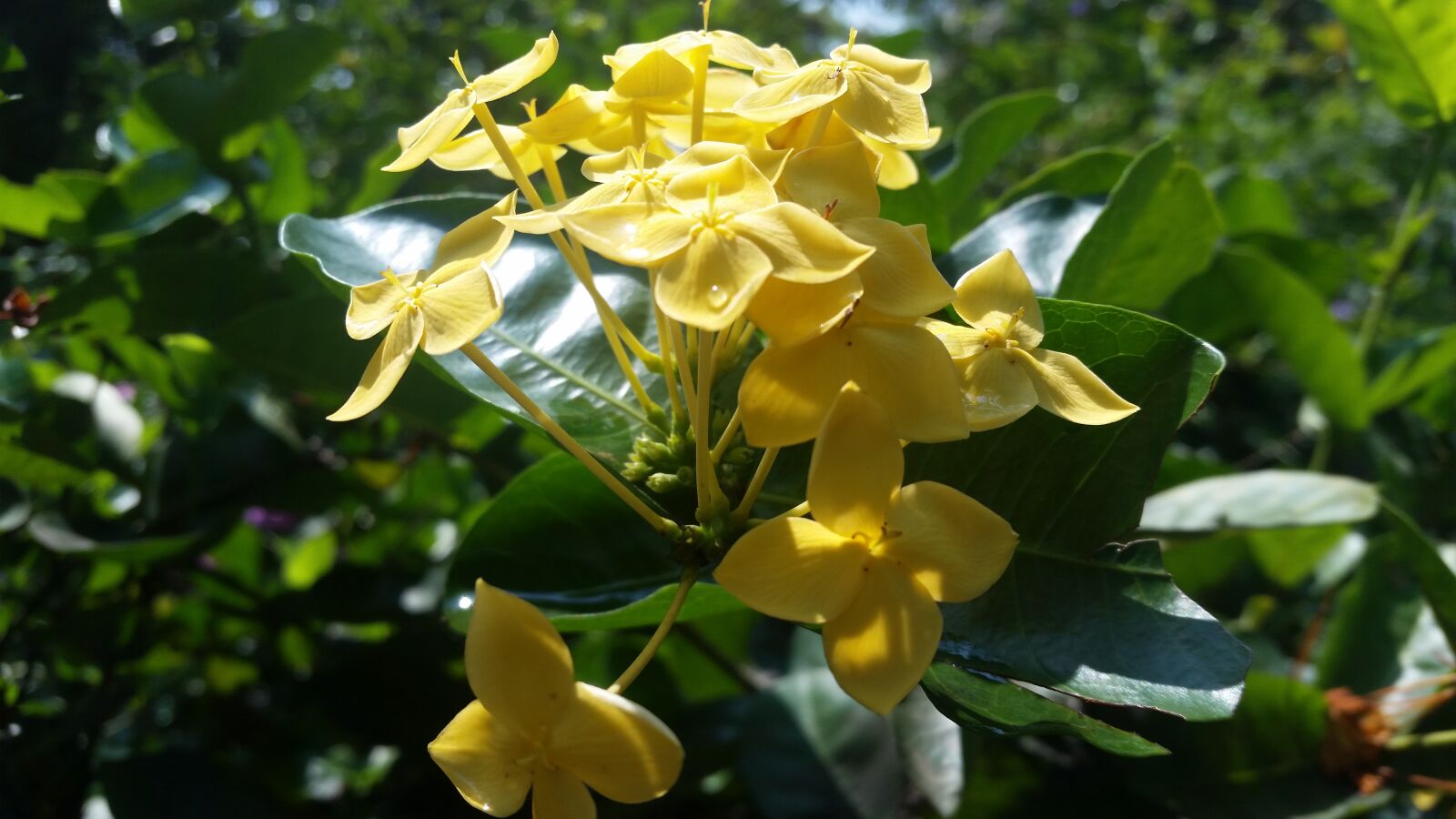 Samsung Galaxy S5 sample photo. Flowers, flowers, in, sri photography
