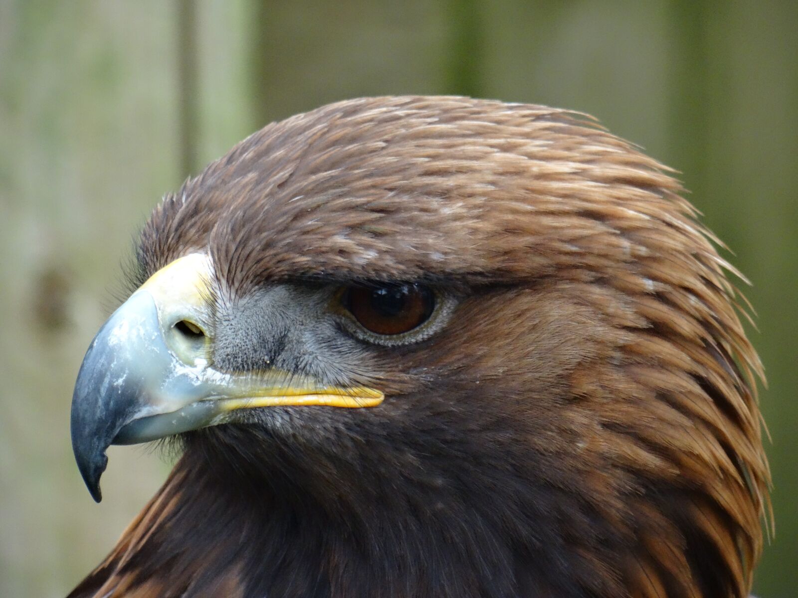 Sony DSC-HX50 sample photo. Bird of prey, golden photography