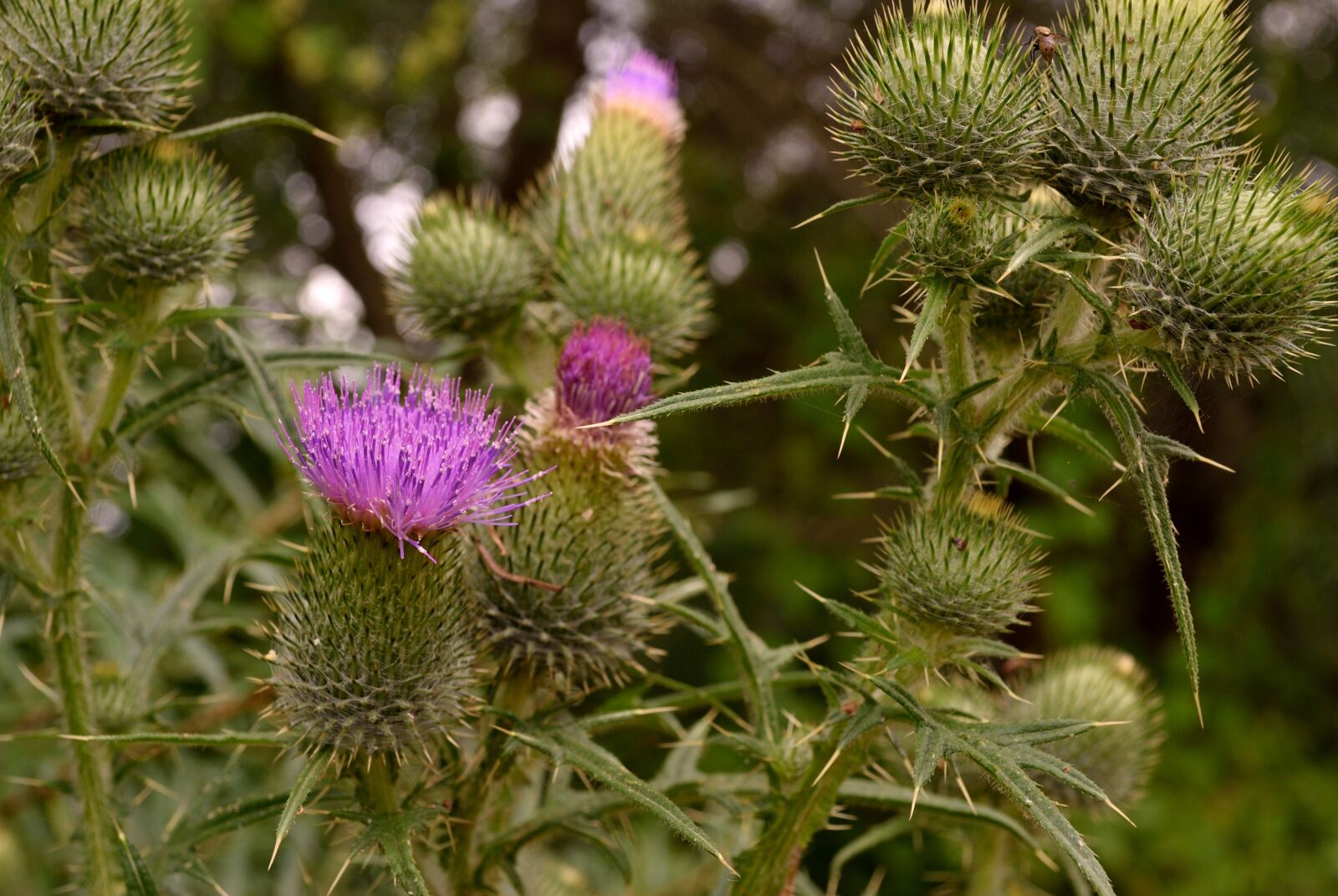 Nikon D60 sample photo. Flower, prickle, pink photography