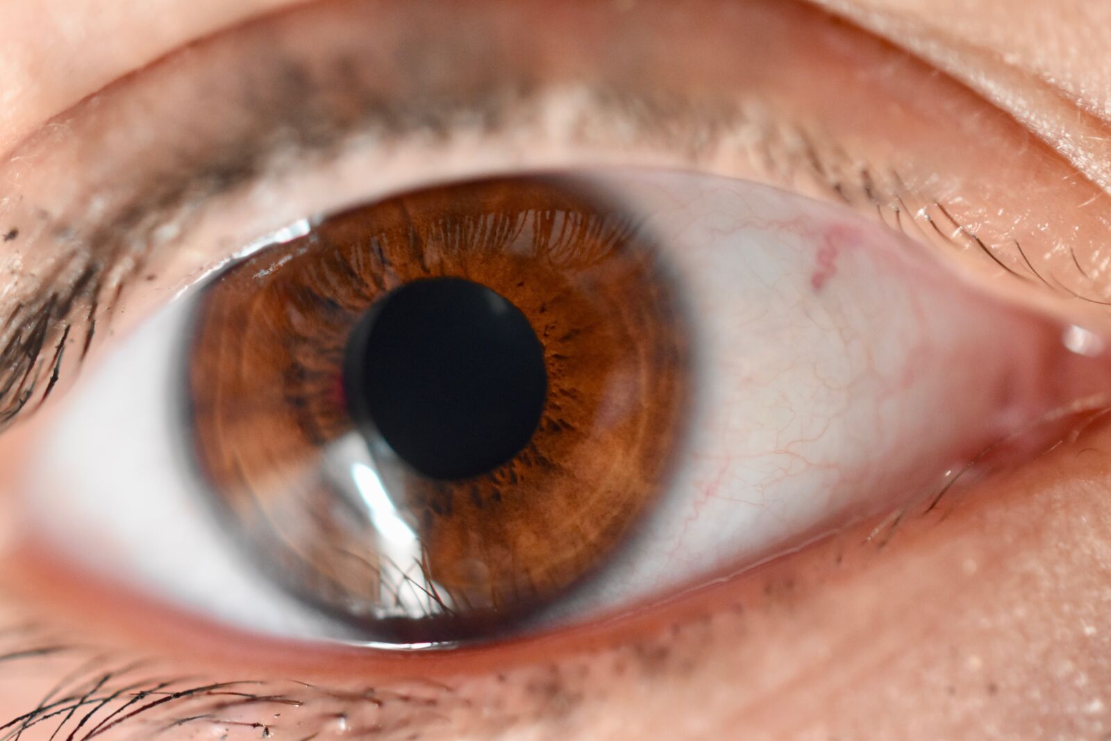 Nikon D5600 sample photo. Eye, iris, eyelashes photography