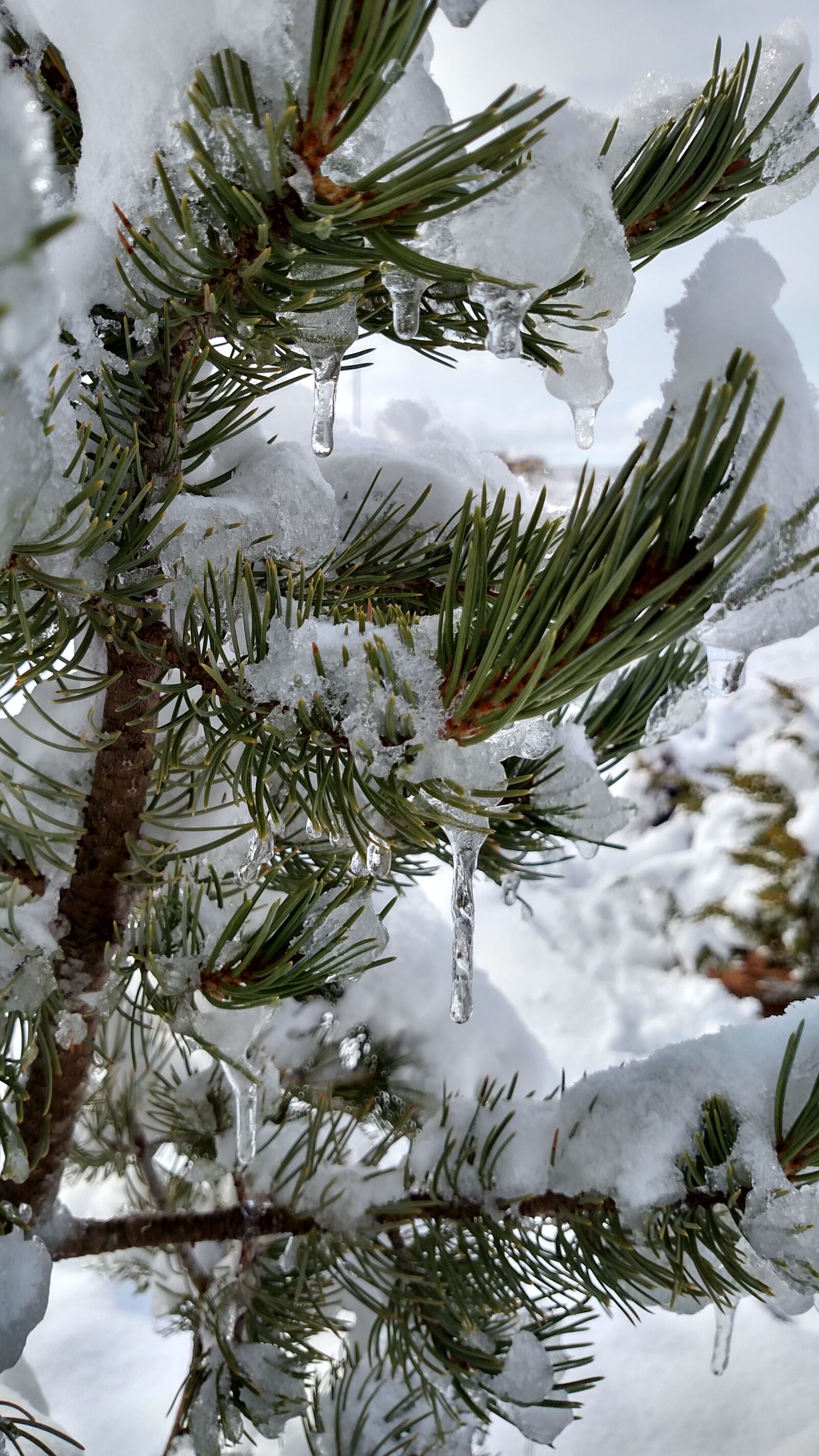 Motorola Droid Turbo sample photo. Pinus edulis, pin, evergreen photography