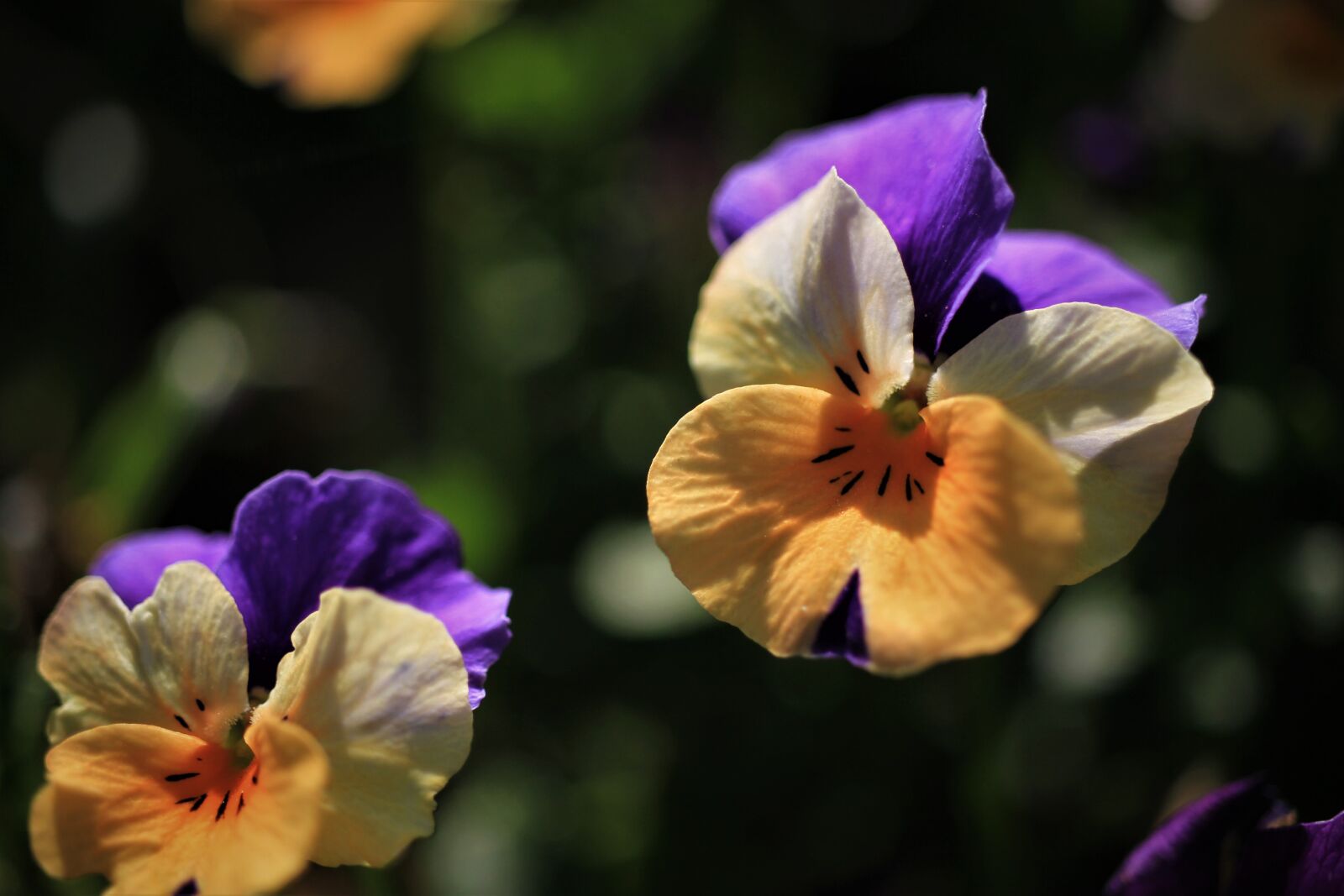 Canon EOS 7D sample photo. Pansy, purple, white photography