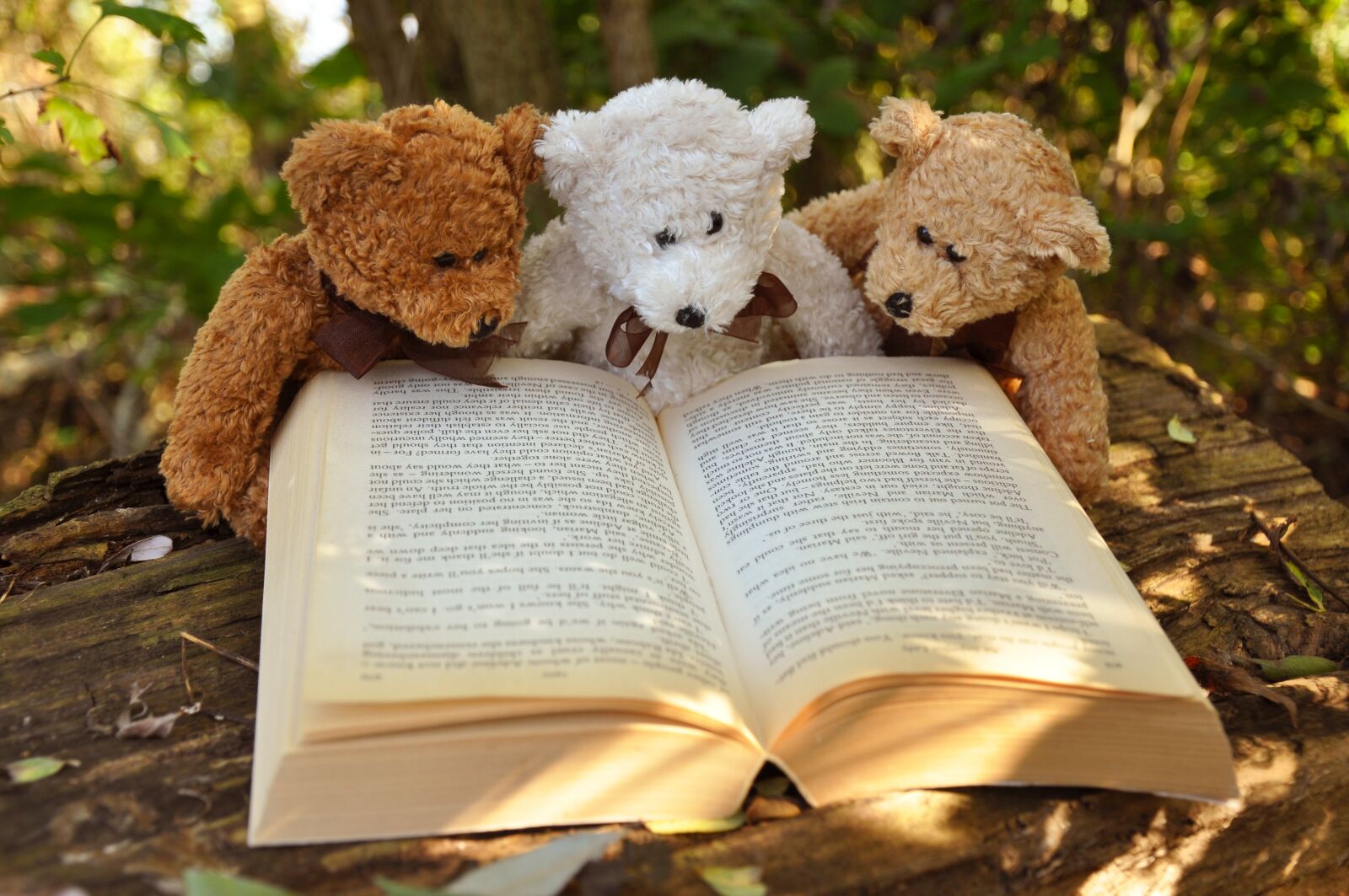 Nikon D90 sample photo. Teddy bear, teddy, bear photography