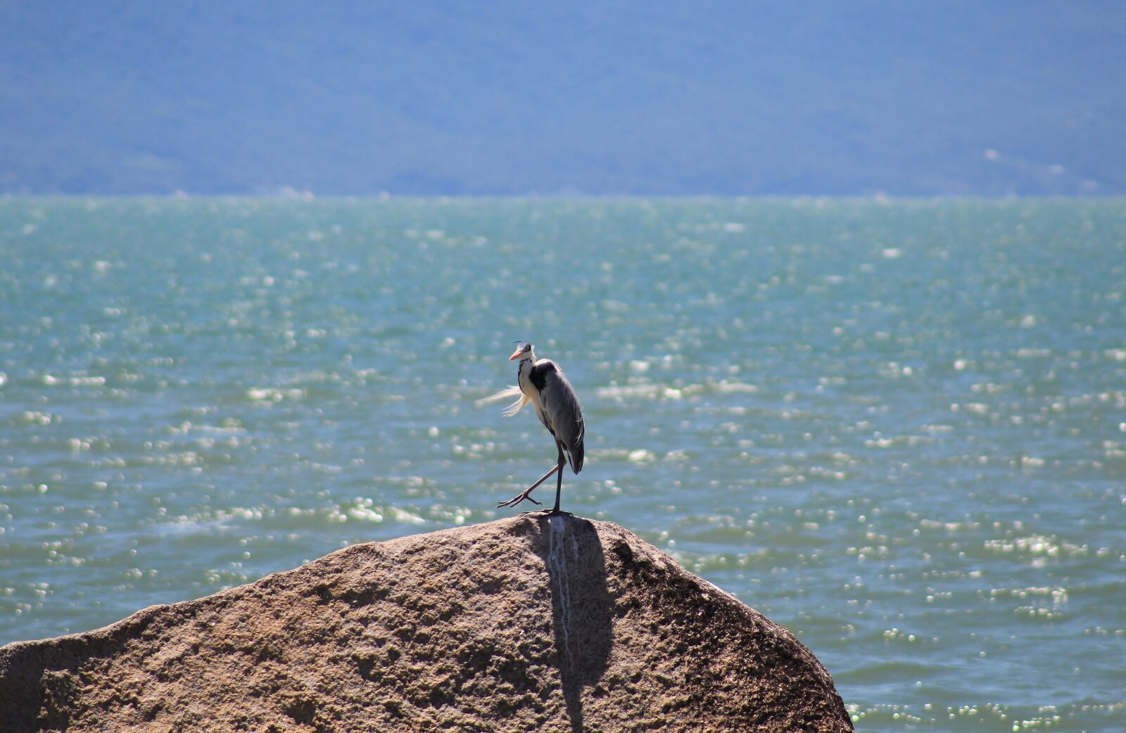 Canon EOS 1300D (EOS Rebel T6 / EOS Kiss X80) sample photo. Garça-moura, bird, mar photography
