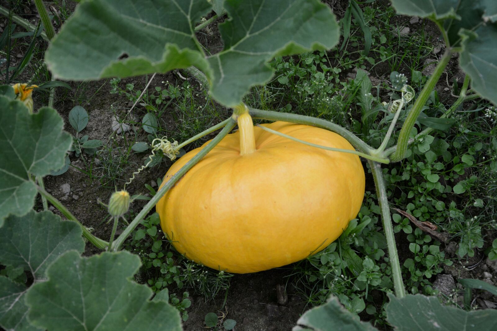 Nikon D5200 sample photo. Yellow pumpkin, garden, vegetable photography