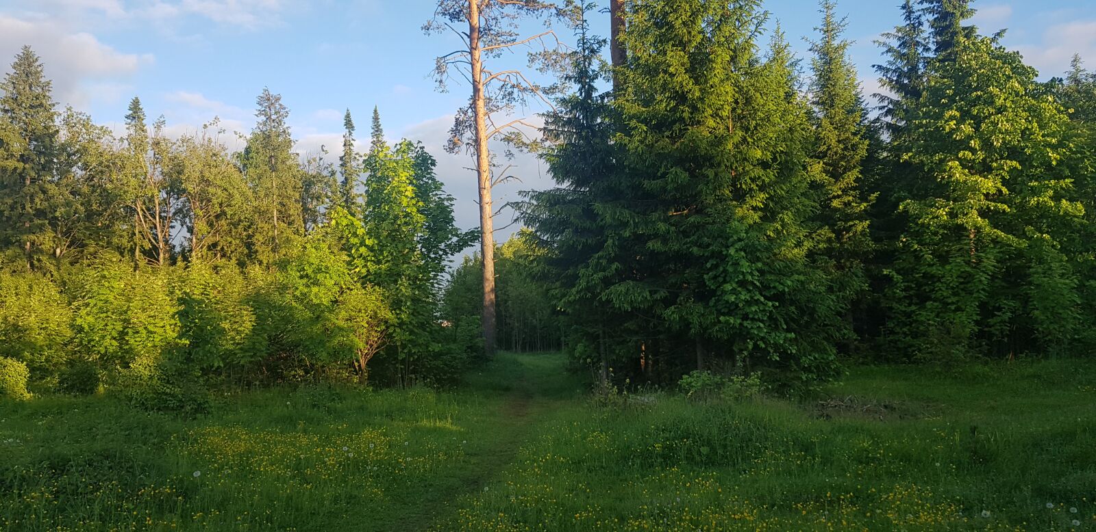 Samsung Galaxy S8+ sample photo. Forest, trees, summer photography