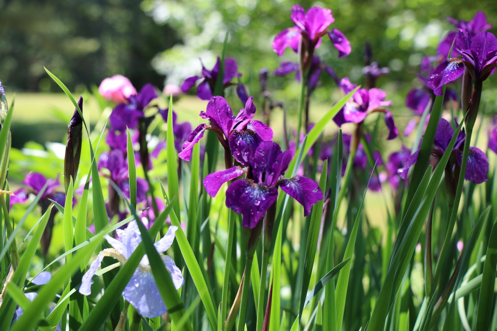 Canon EOS 70D sample photo. Irises, garden, nature photography