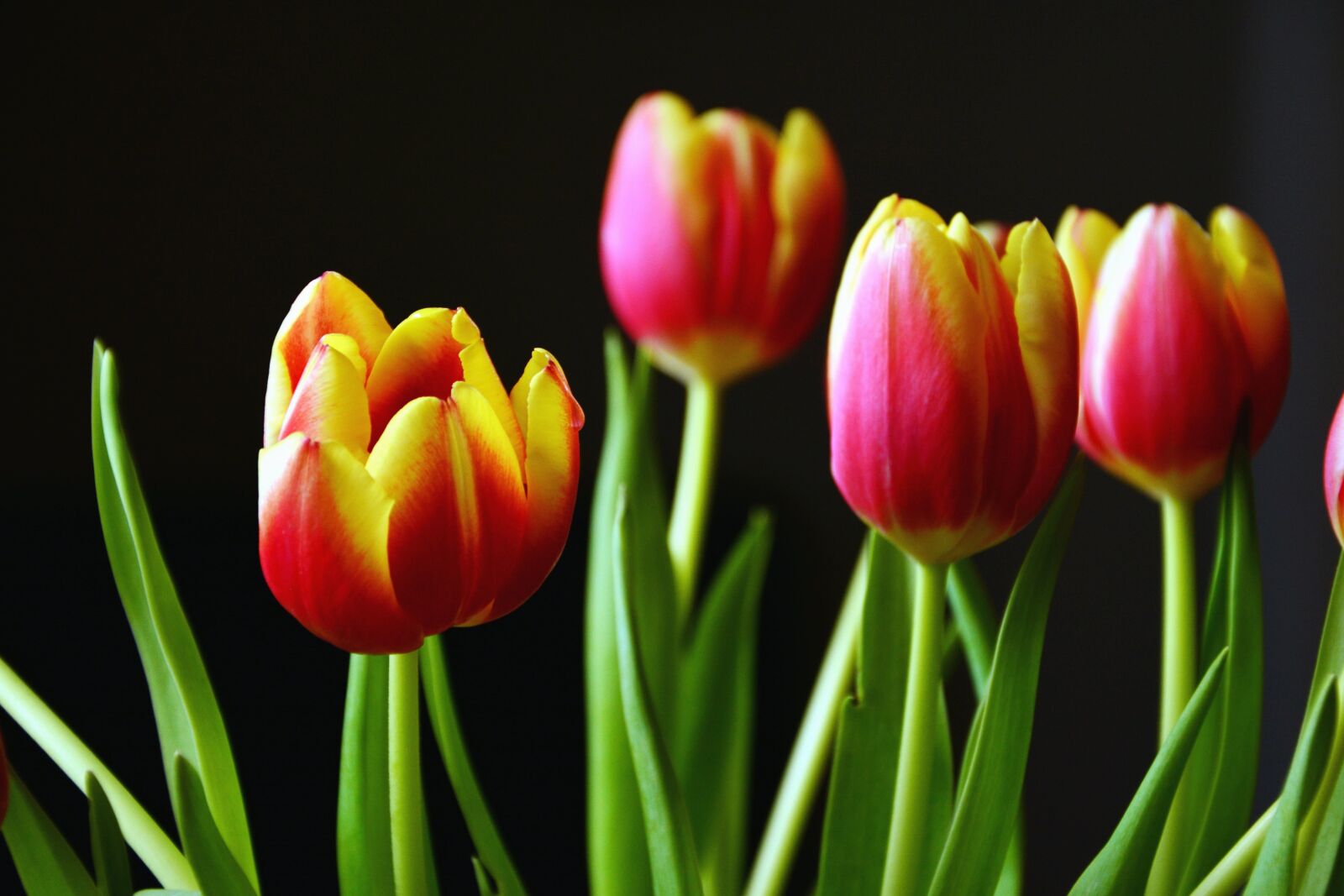 Nikon D5200 sample photo. Tulip, flower, petal, leaf photography