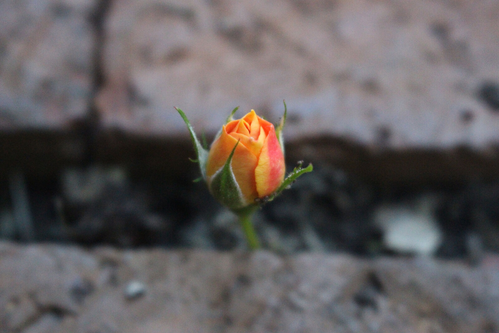 Canon EOS 700D (EOS Rebel T5i / EOS Kiss X7i) sample photo. Rose, bud photography