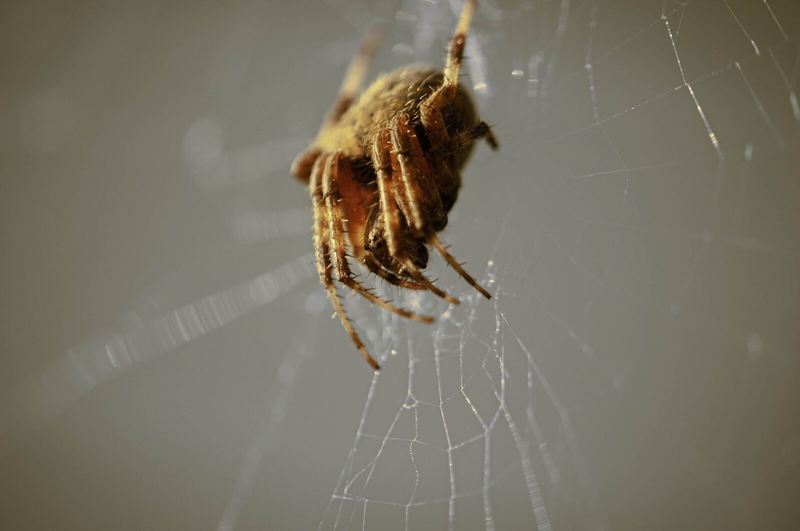 Nikon D300S sample photo. Spider, summer, creepy photography
