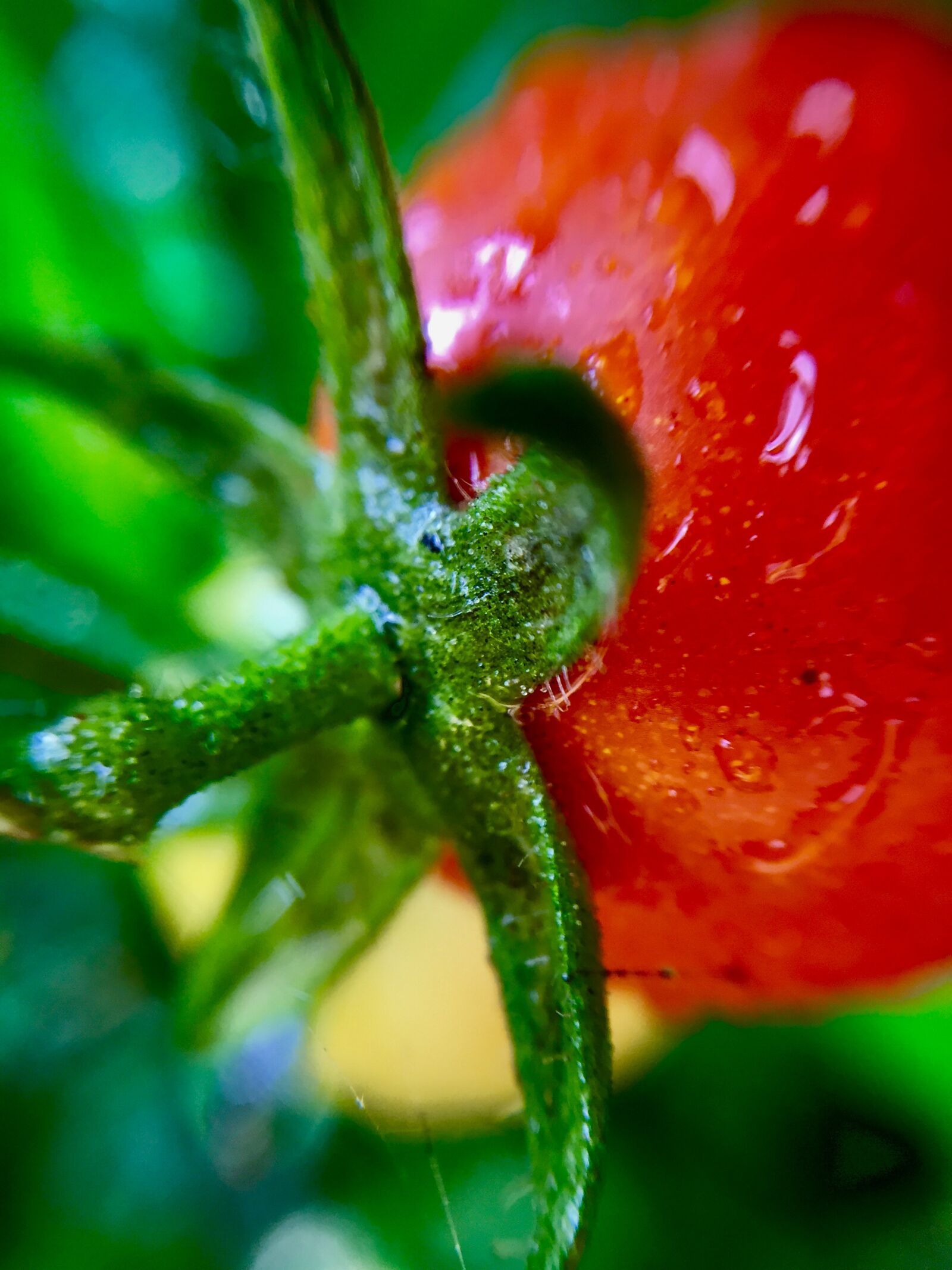 iPhone 6 back camera 4.15mm f/2.2 sample photo. Tomato, rainy days, water photography