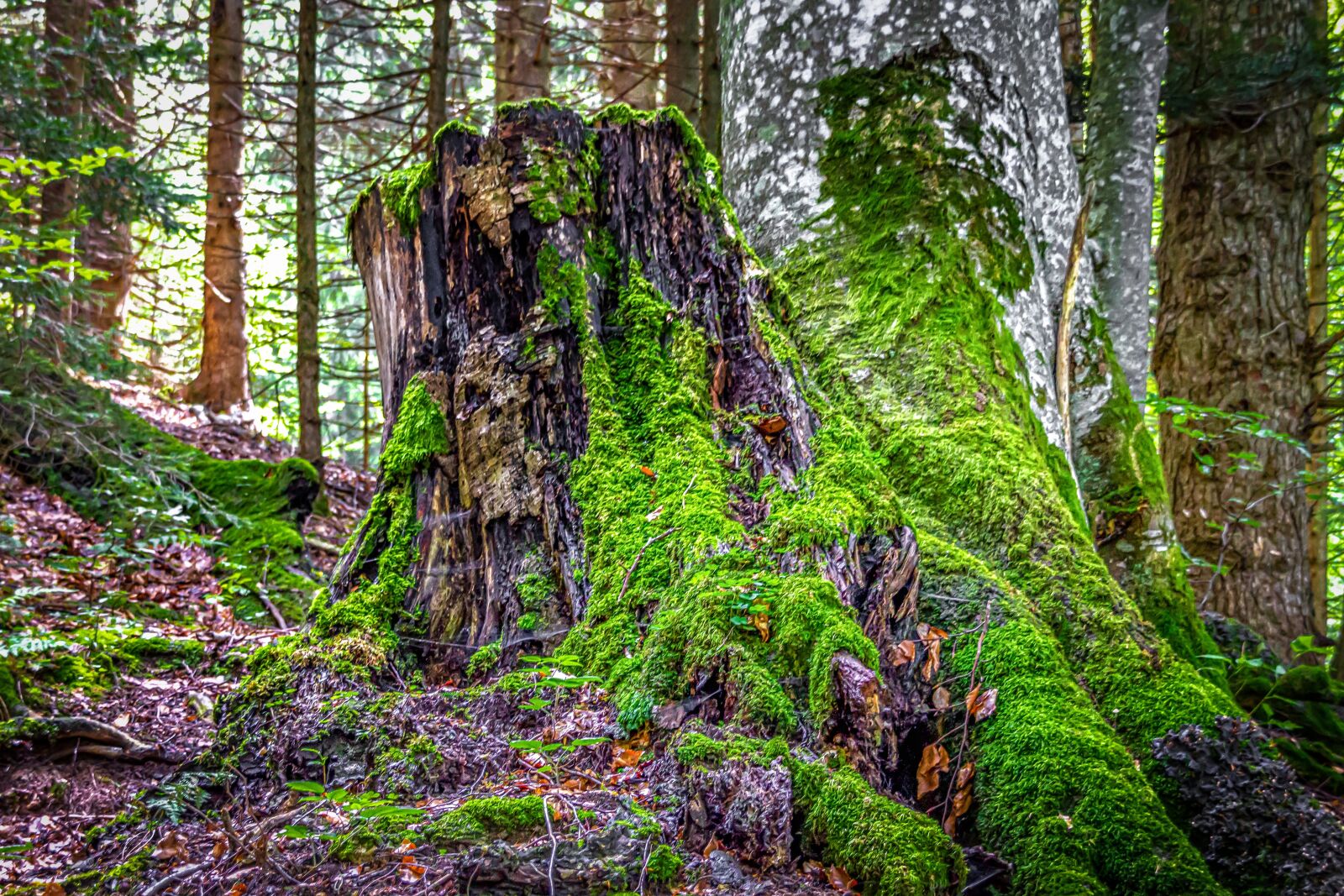 Canon EOS 550D (EOS Rebel T2i / EOS Kiss X4) sample photo. Tree stump, old, weathered photography