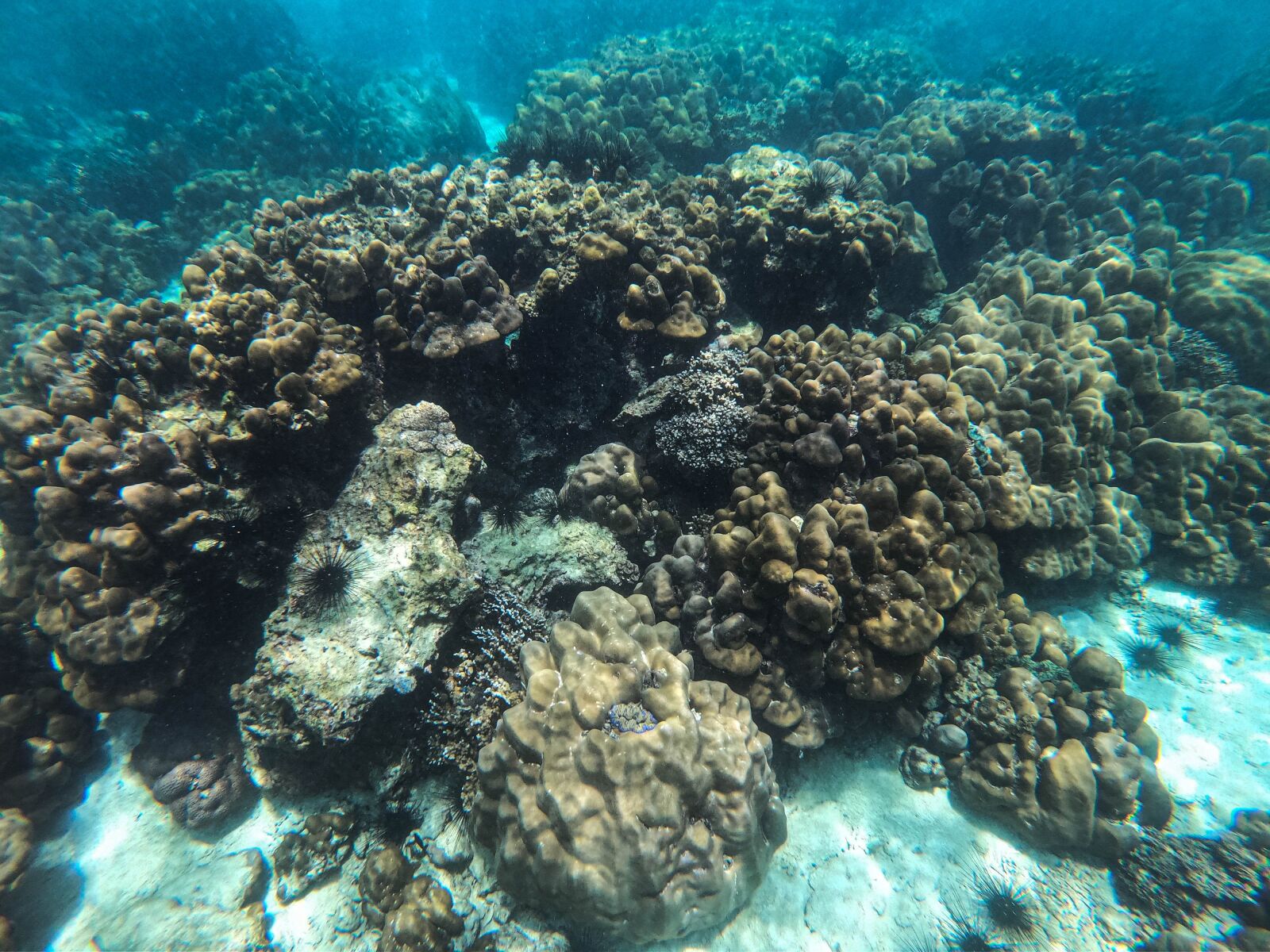 GoPro Hero7 Black sample photo. Ocean, coral reef, underwater photography