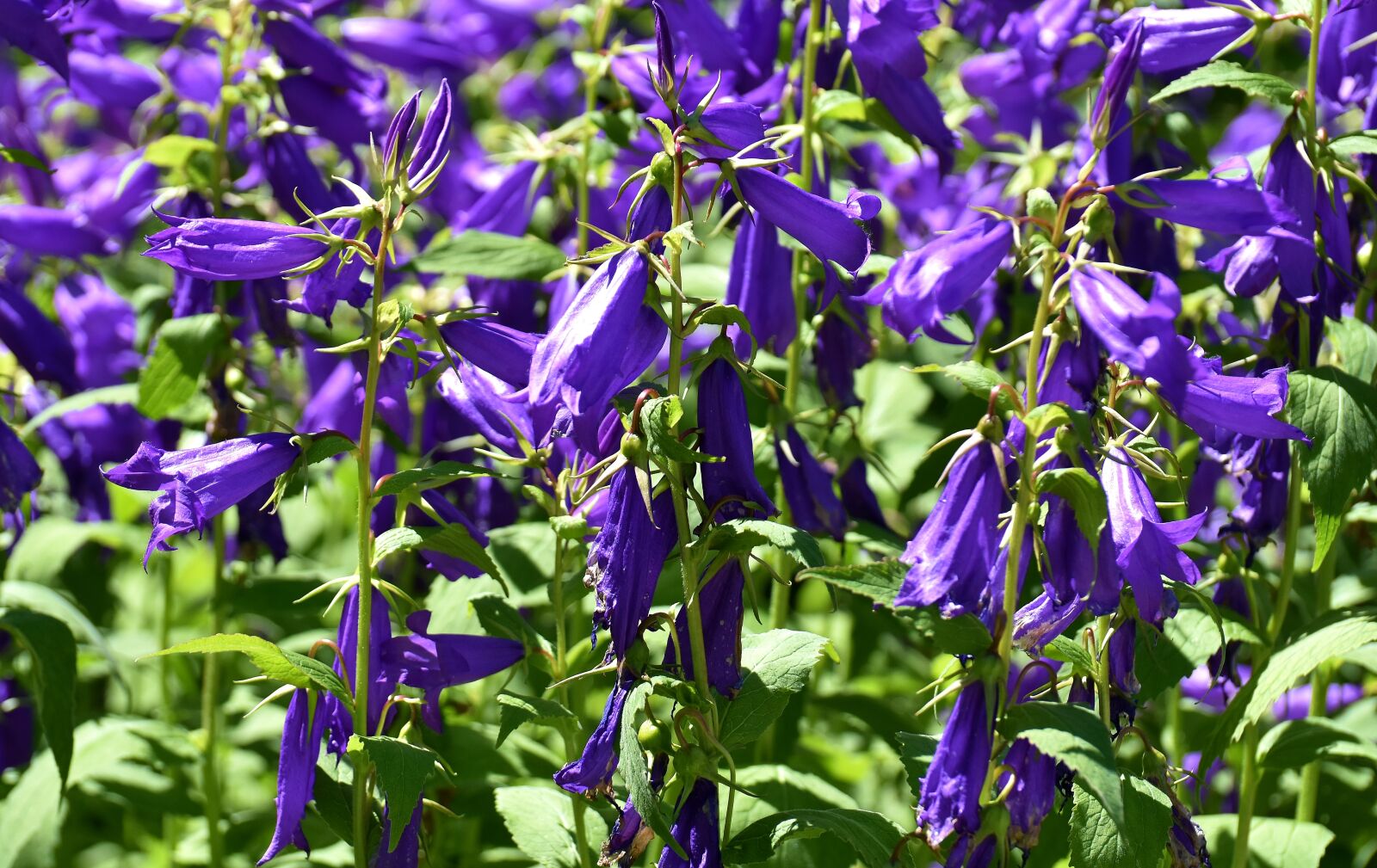 Nikon D7200 sample photo. Flowers, summer, blue photography