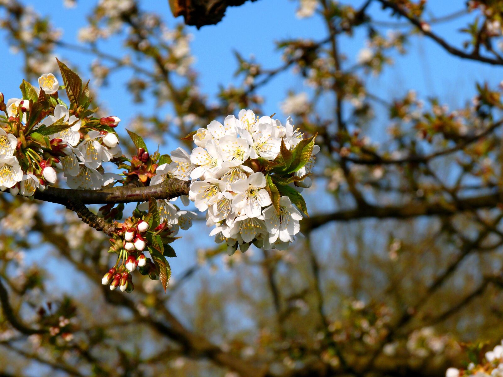 Panasonic Lumix DMC-FZ28 sample photo. Blossom, old country, meadow photography