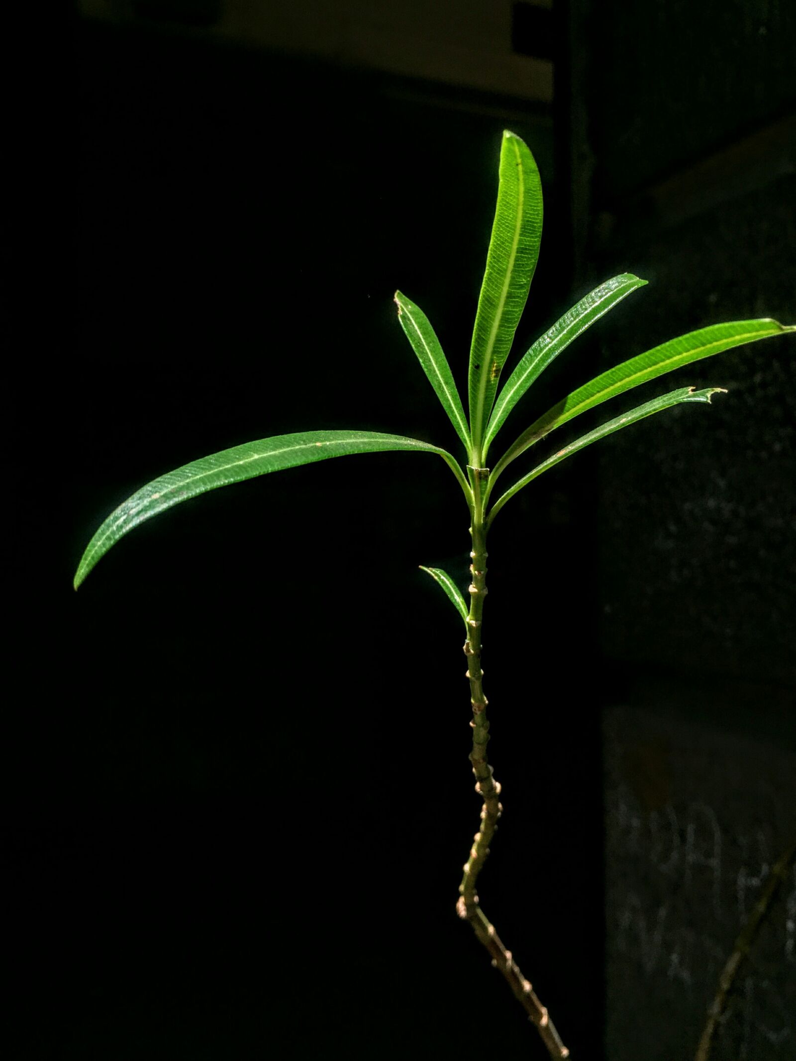 iPhone 6 back camera 4.15mm f/2.2 sample photo. Nature, plant, green photography
