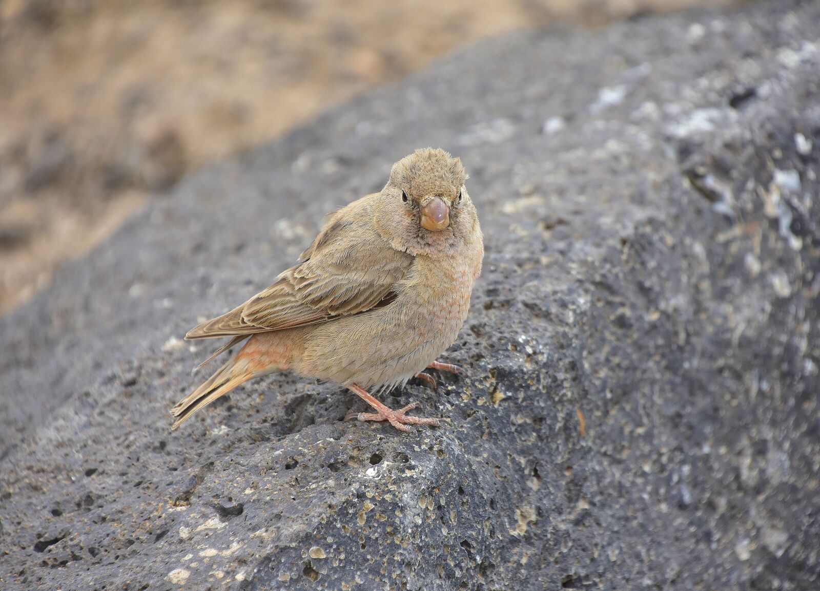 Nikon D7200 sample photo. Camacho trumpeter, bird, fuerteventura photography