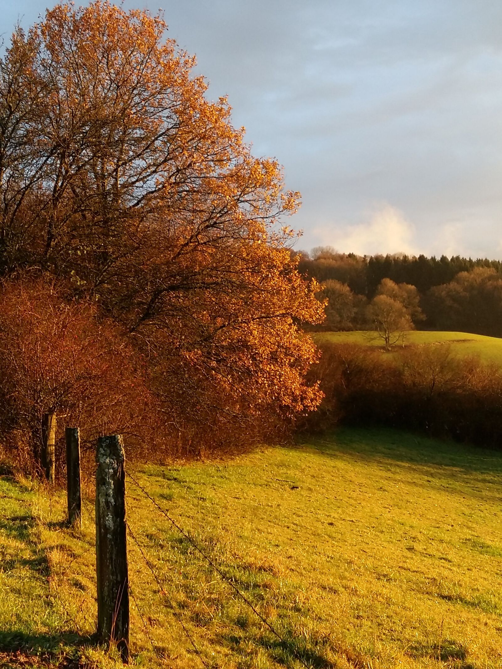 Samsung Galaxy A5 sample photo. Autumn, tree, nature photography