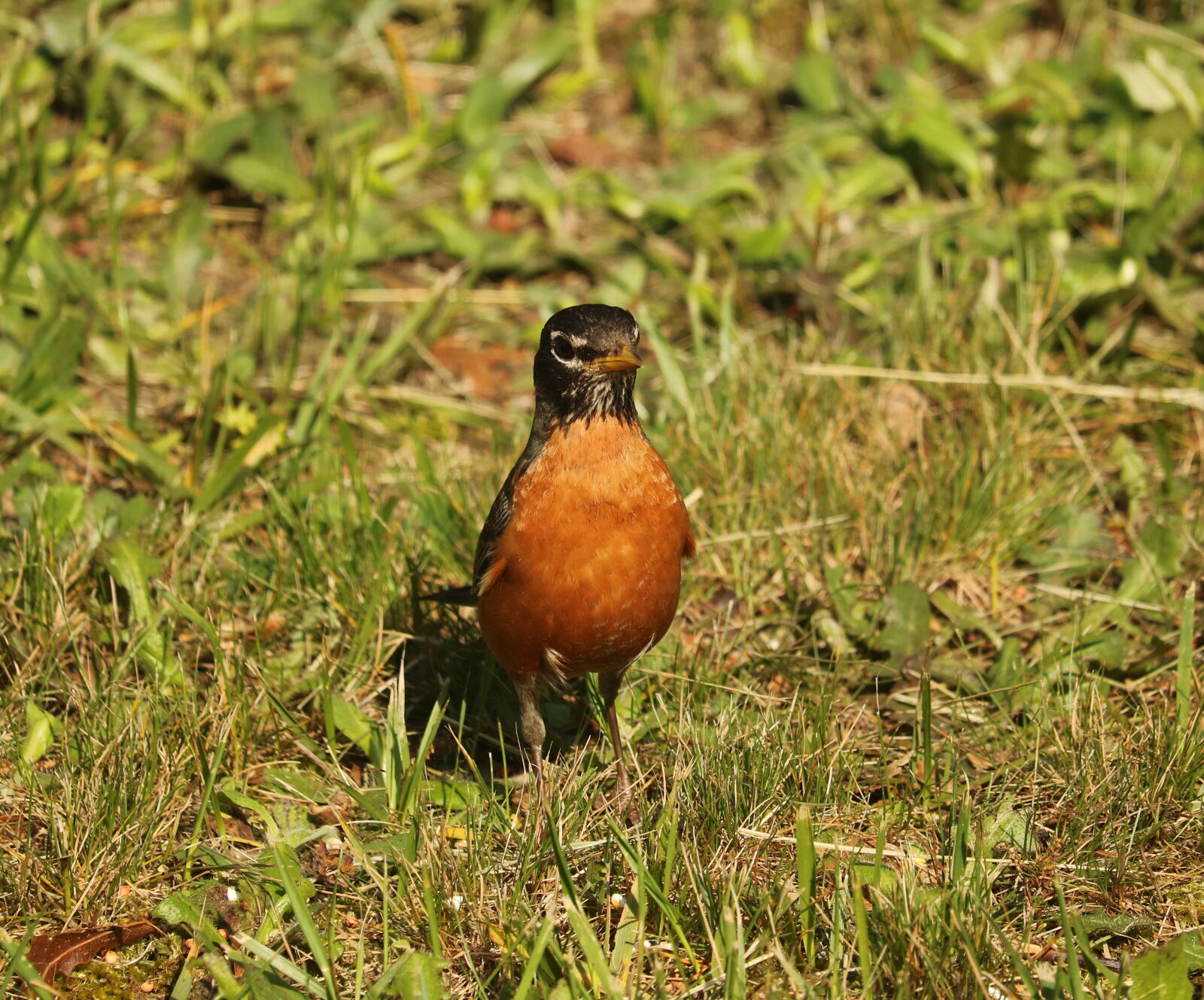 Canon EOS 760D (EOS Rebel T6s / EOS 8000D) sample photo. Animal, beak, bird, feeding photography