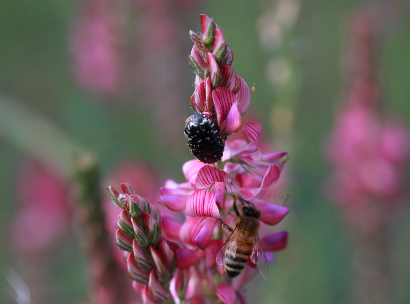 Canon EF-S 60mm F2.8 Macro USM sample photo. Flower, pink, bee photography