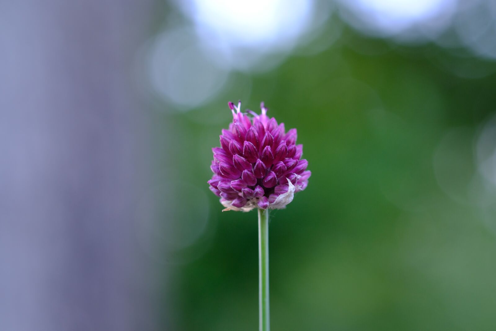 Fujifilm X-T20 + Fujifilm XF 60mm F2.4 R Macro sample photo. Red clover, blossom, bloom photography