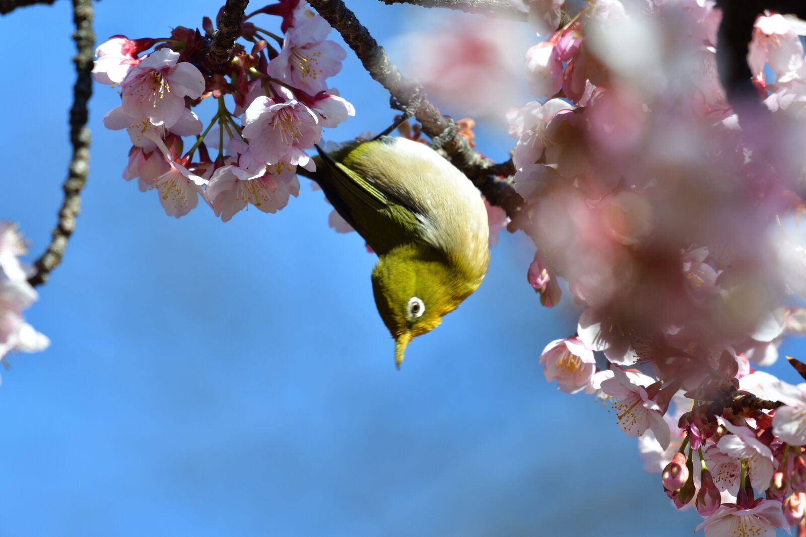 Nikon D500 sample photo. Flowers, branch, natural photography