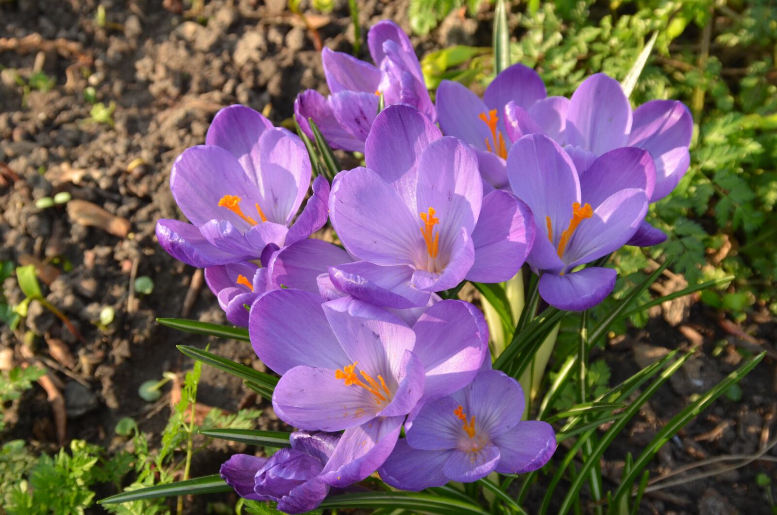 Nikon D7000 sample photo. Nature, flower, crocus photography