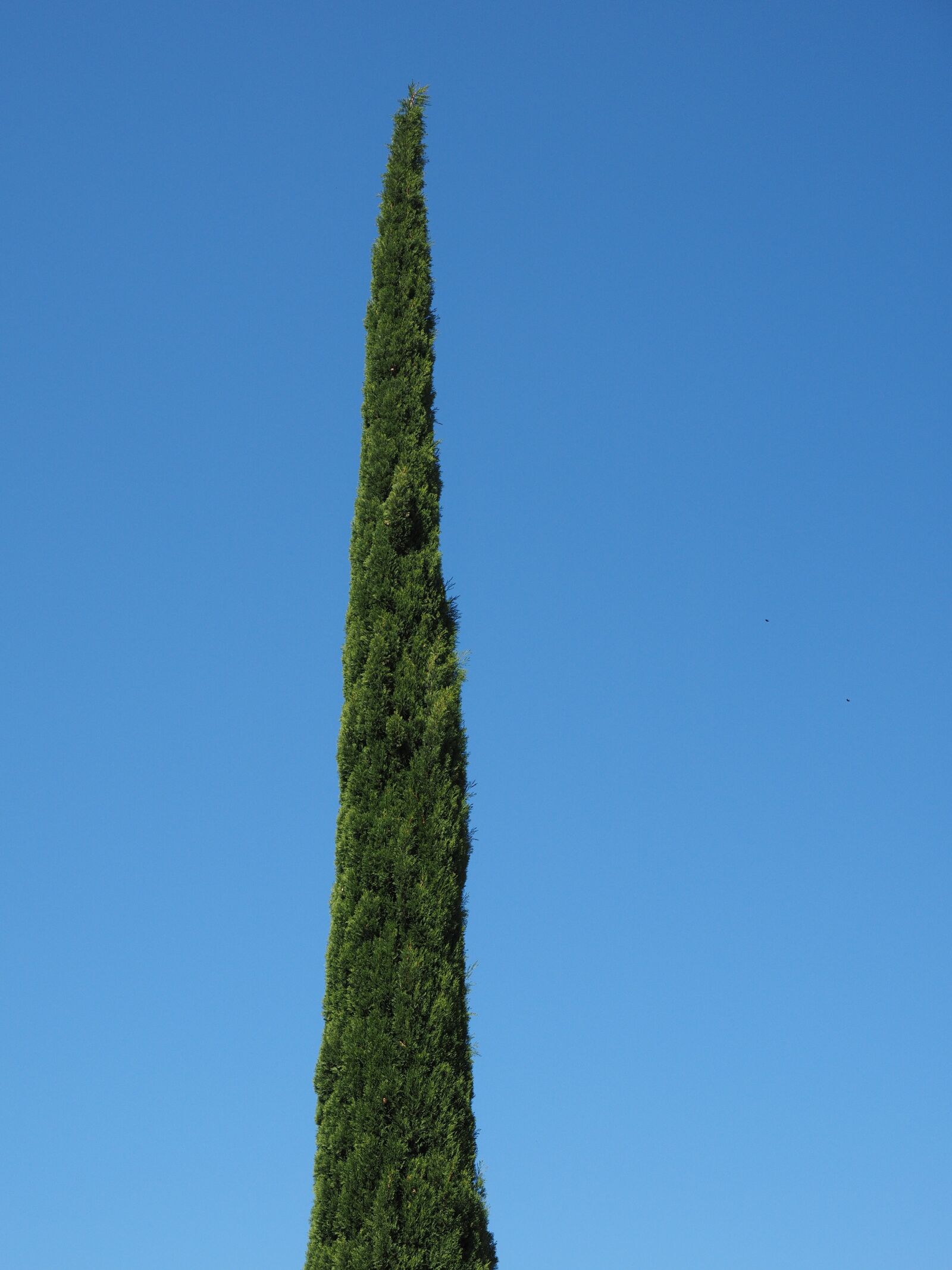 Olympus OM-D E-M1 + Olympus M.Zuiko Digital ED 12-40mm F2.8 Pro sample photo. Cypress, tree, real cypress photography