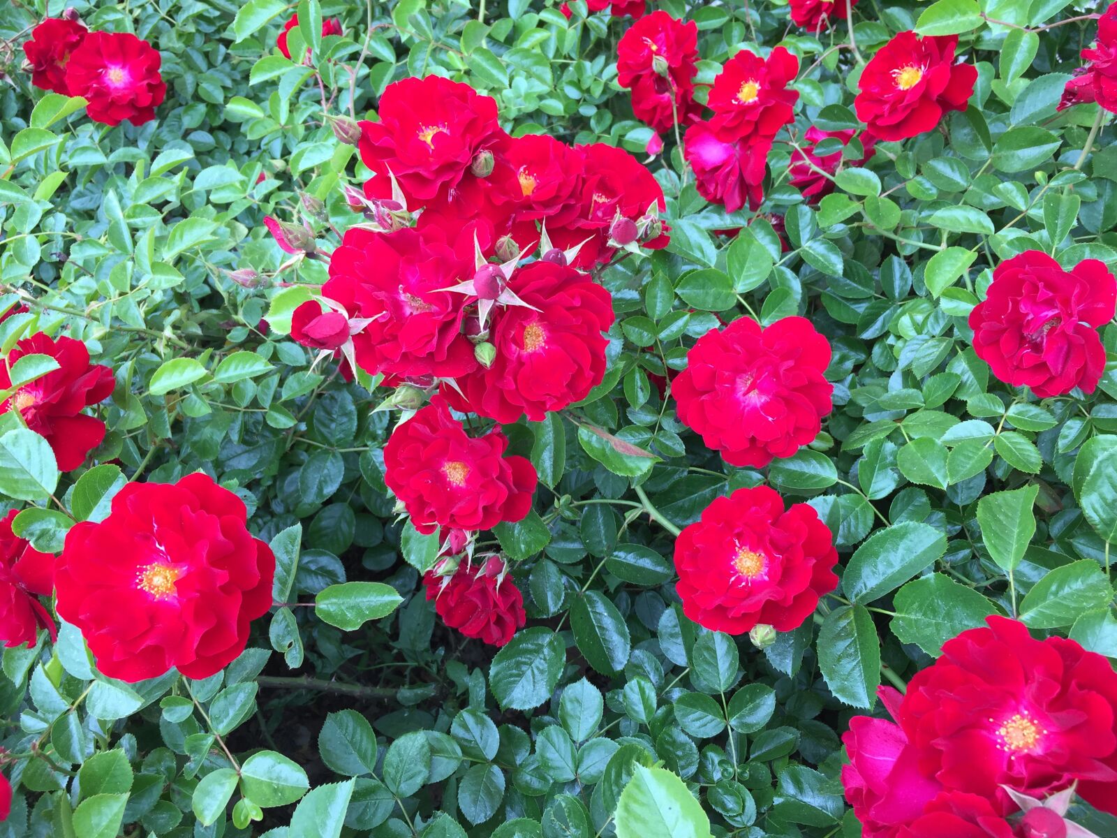 Apple iPhone 6 sample photo. Roses, flowers, nature photography
