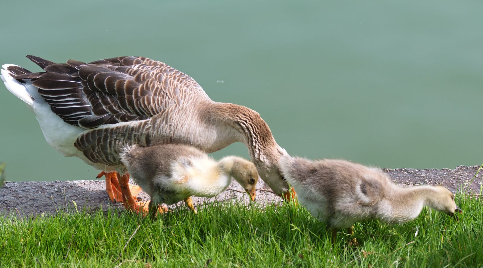 Nikon D5300 sample photo. Birds, goose, buds photography