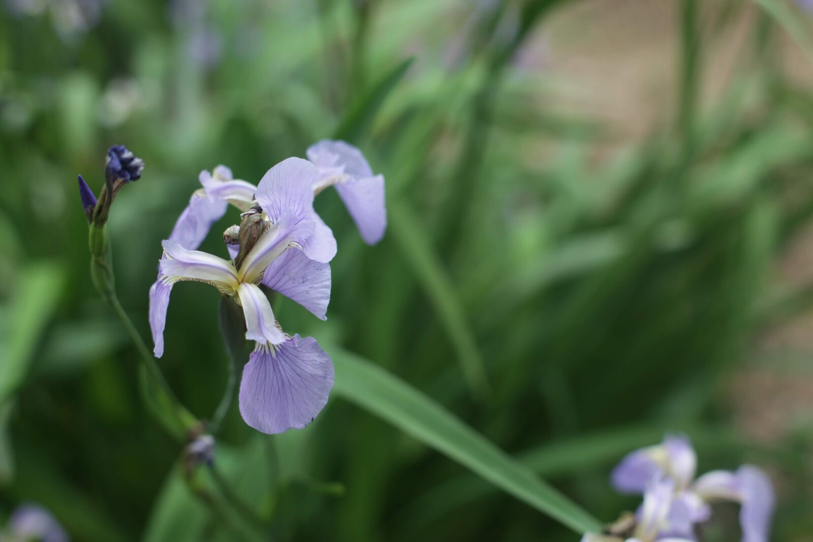 Canon EOS 5D Mark II sample photo. Flower, nature, garden photography