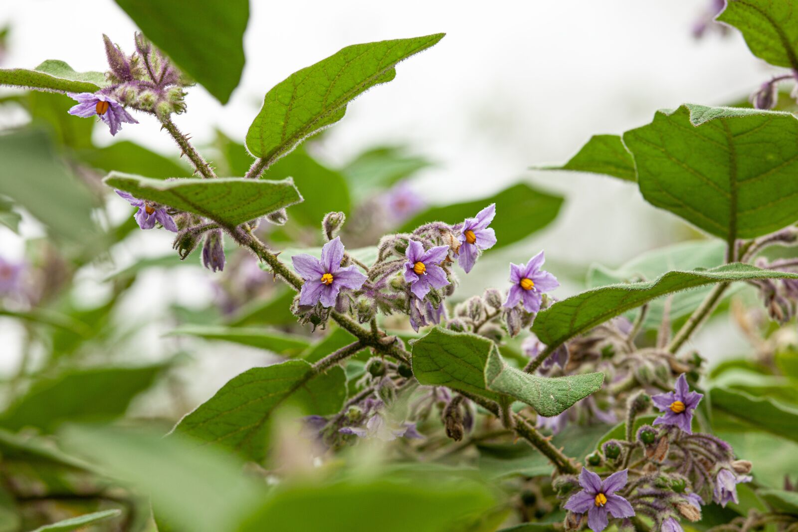 Canon EOS 5D Mark II sample photo. Plant, solanaceae, spines photography