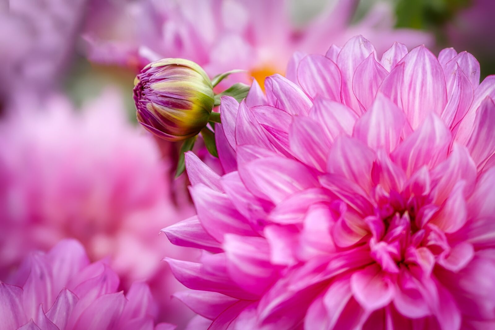 Panasonic Lumix DMC-GX8 sample photo. Raghavendra, bud, flower photography