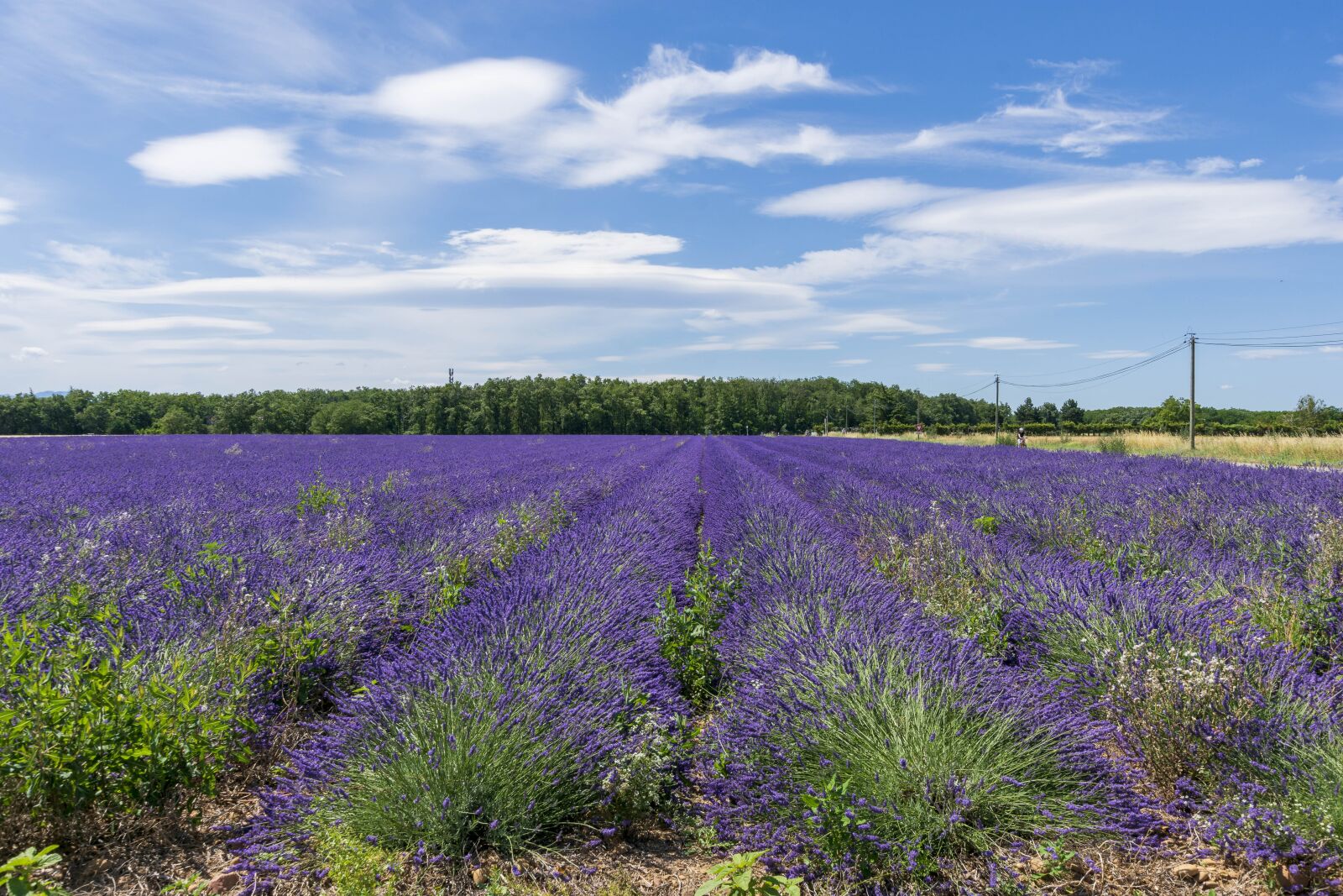 Nikon D7200 sample photo. Lavender, field, violet photography