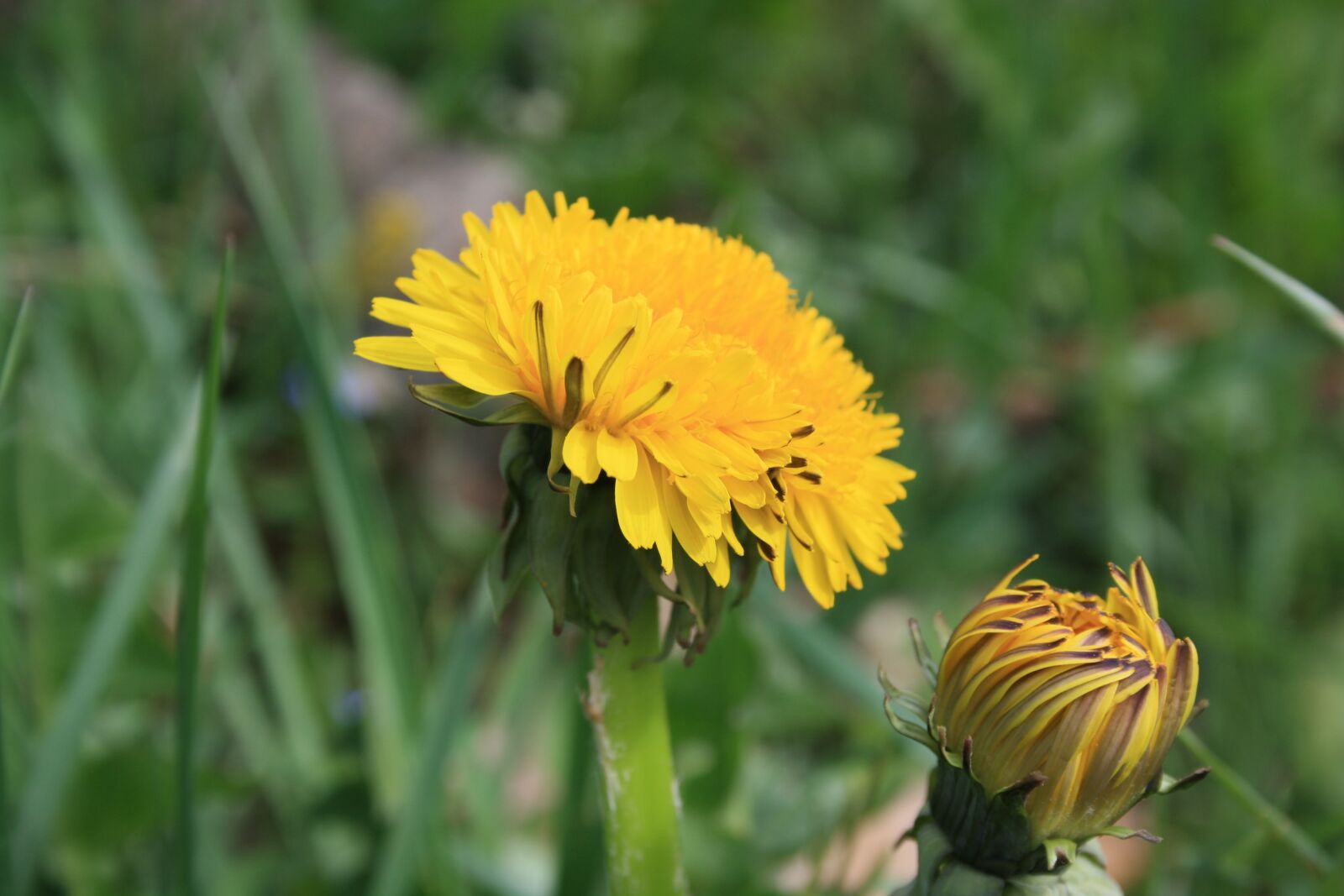 Canon EOS 1000D (EOS Digital Rebel XS / EOS Kiss F) sample photo. Flowers, mountain, yellow photography