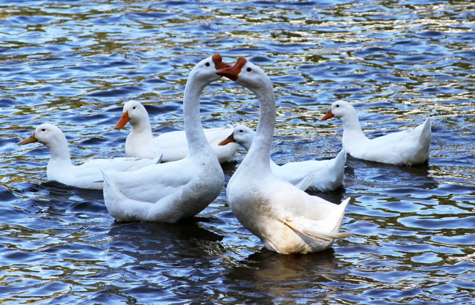 Canon EOS 7D sample photo. Ducks, swans, geese photography
