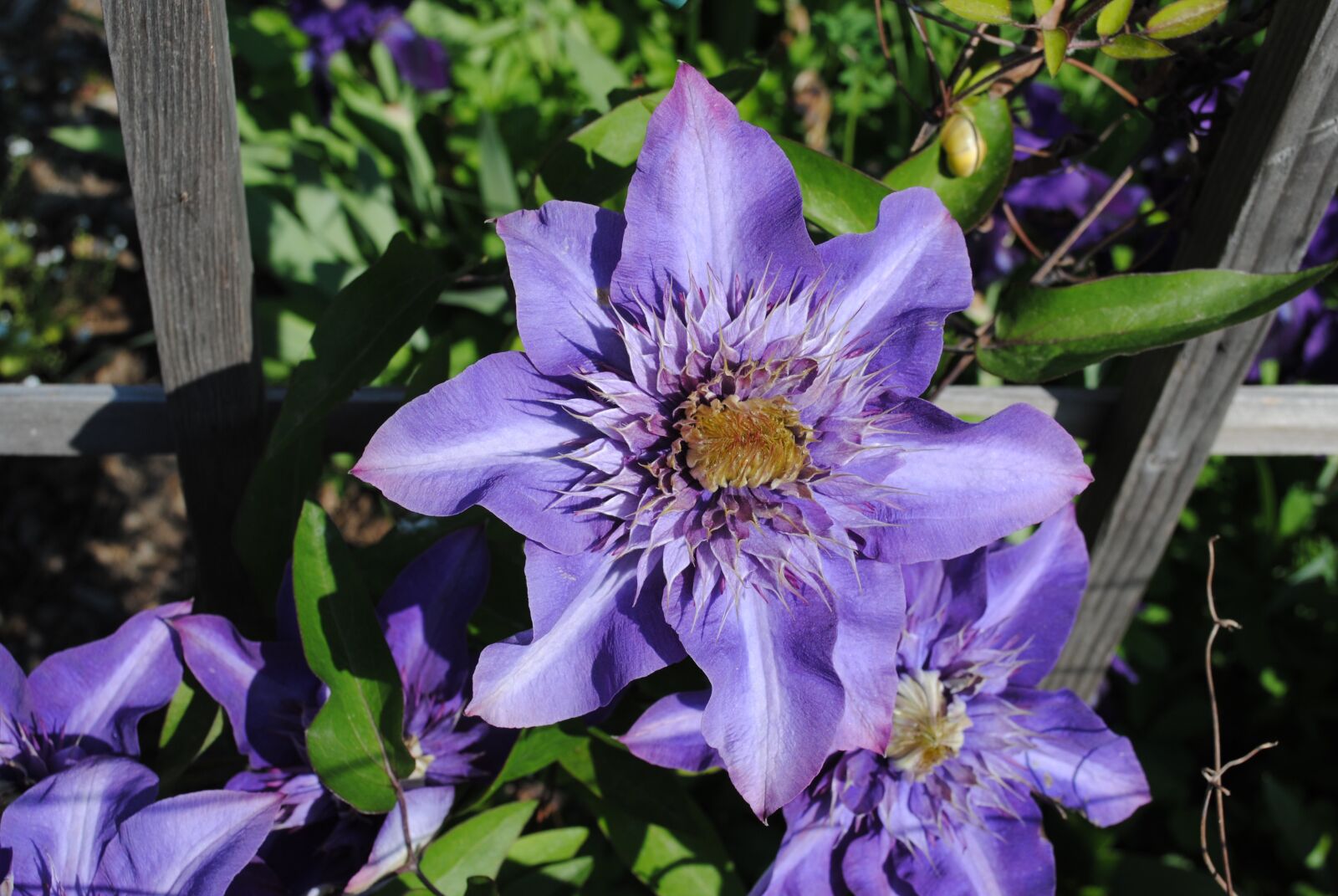 Nikon D3000 sample photo. Clematis, violet, flower photography