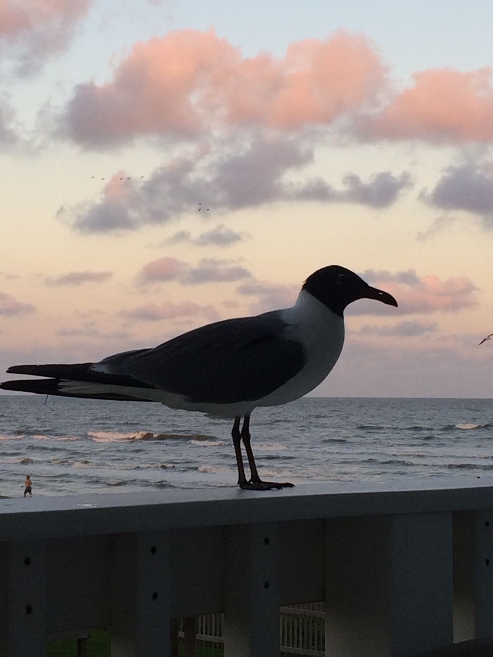 Apple iPhone 5s sample photo. Angry, birds, beach, beach photography