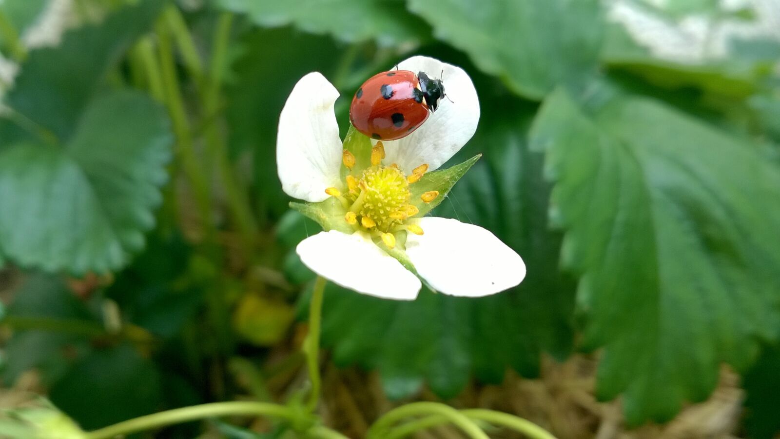 Nokia Lumia 735 sample photo. Ladybug, strawberry, green photography