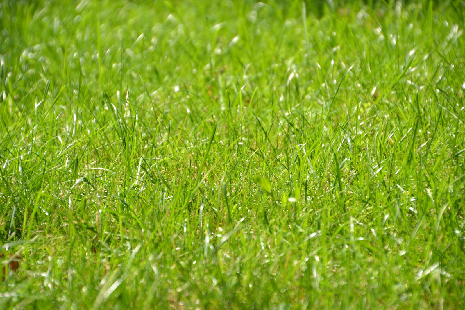Nikon D3100 sample photo. Meadow, grass, rush photography