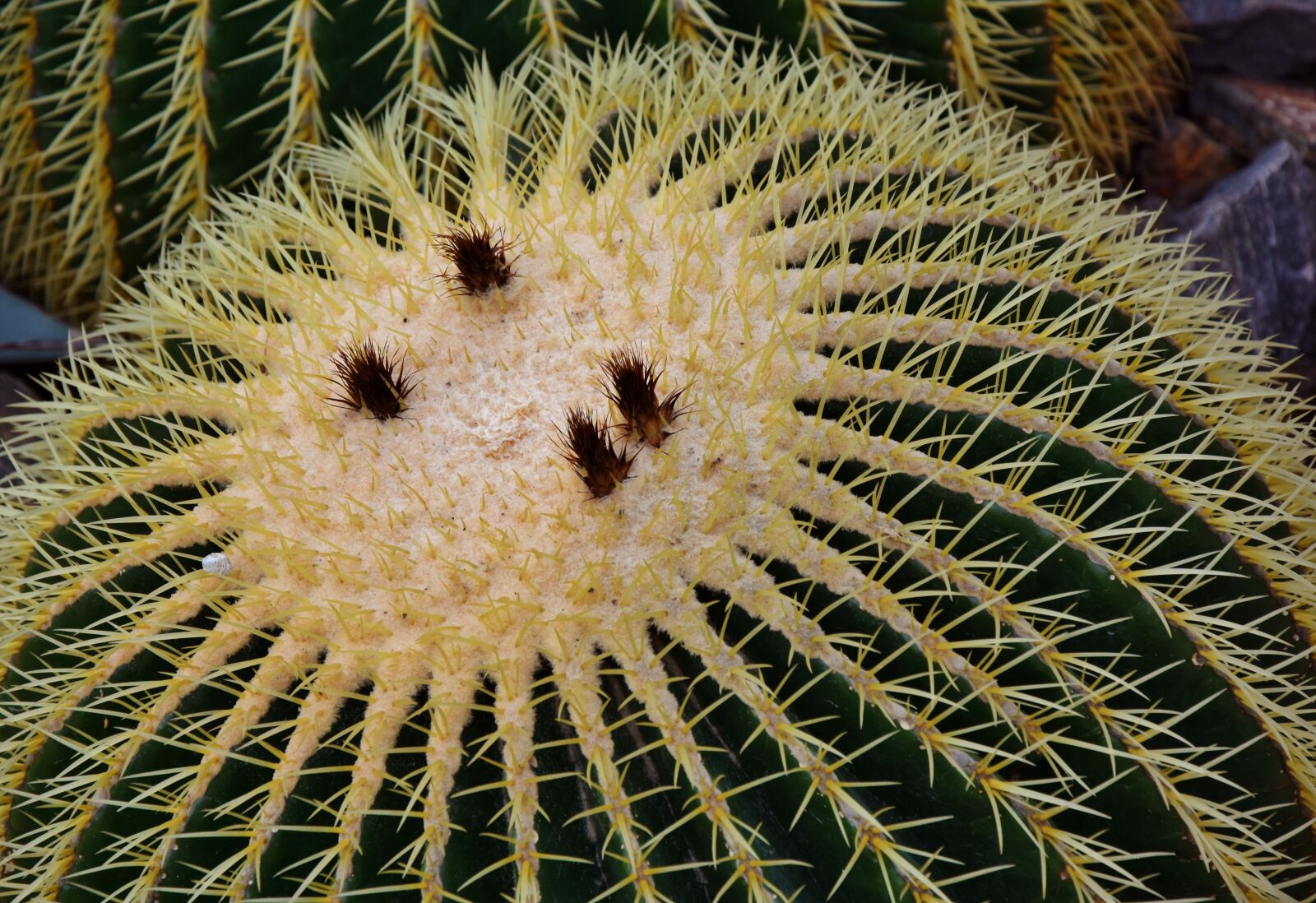 Nikon D7200 sample photo. Cactus, prickly, spur photography