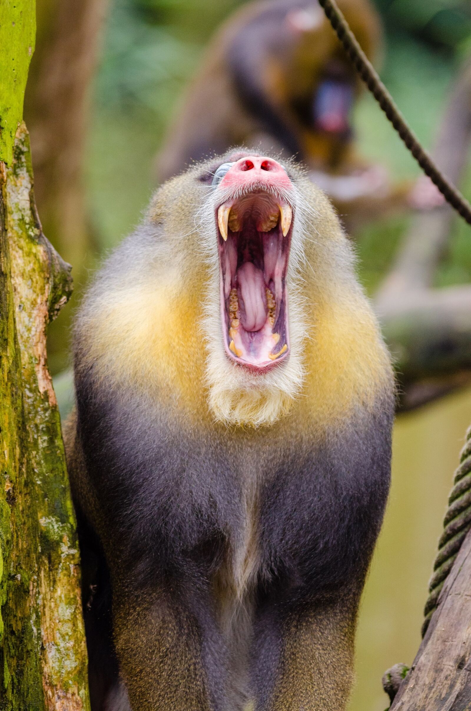 Nikon D7000 sample photo. Mandrill, howling, portrait photography