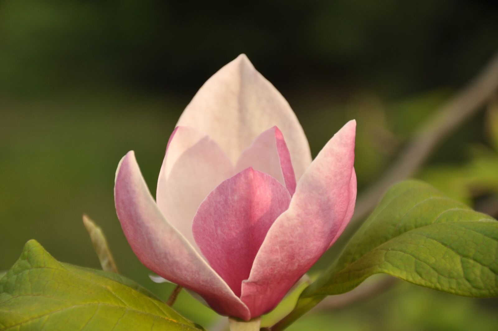 Nikon D90 sample photo. Spring flower, acacia, bud photography