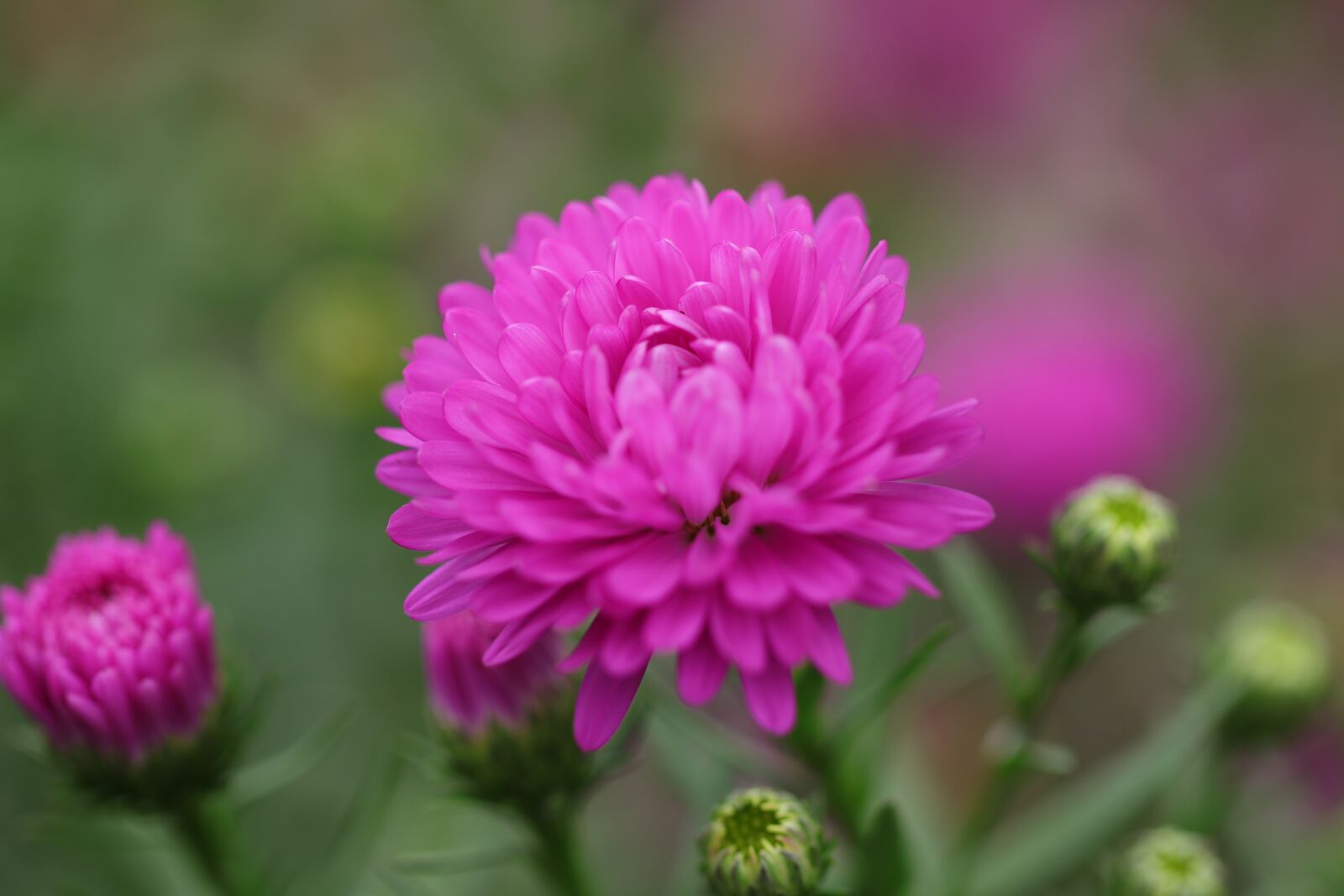 Canon EF 100mm F2.8L Macro IS USM sample photo. Asters, aster, flowers photography