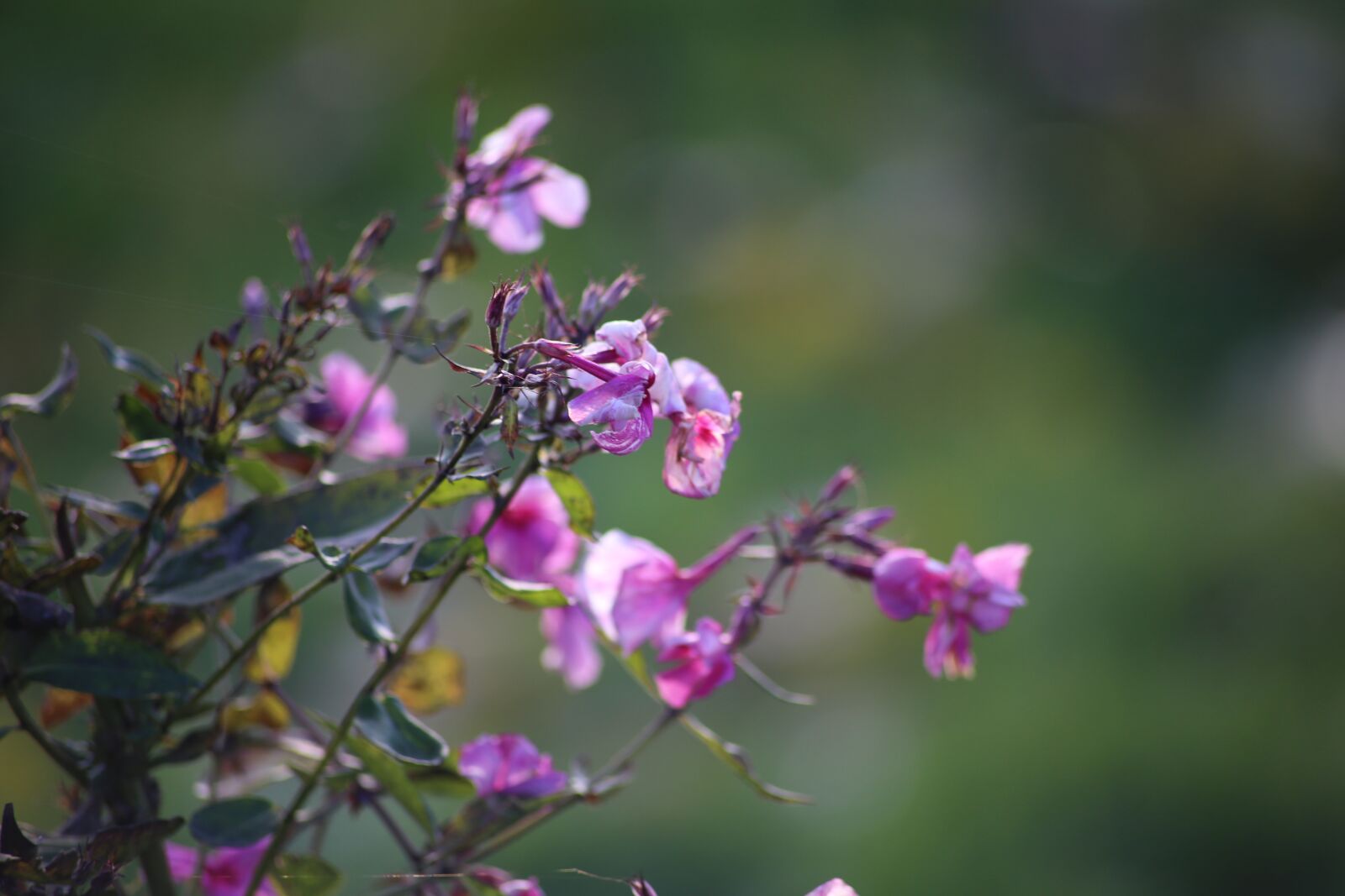 Canon EOS 6D sample photo. Flowers, phlox, nature photography