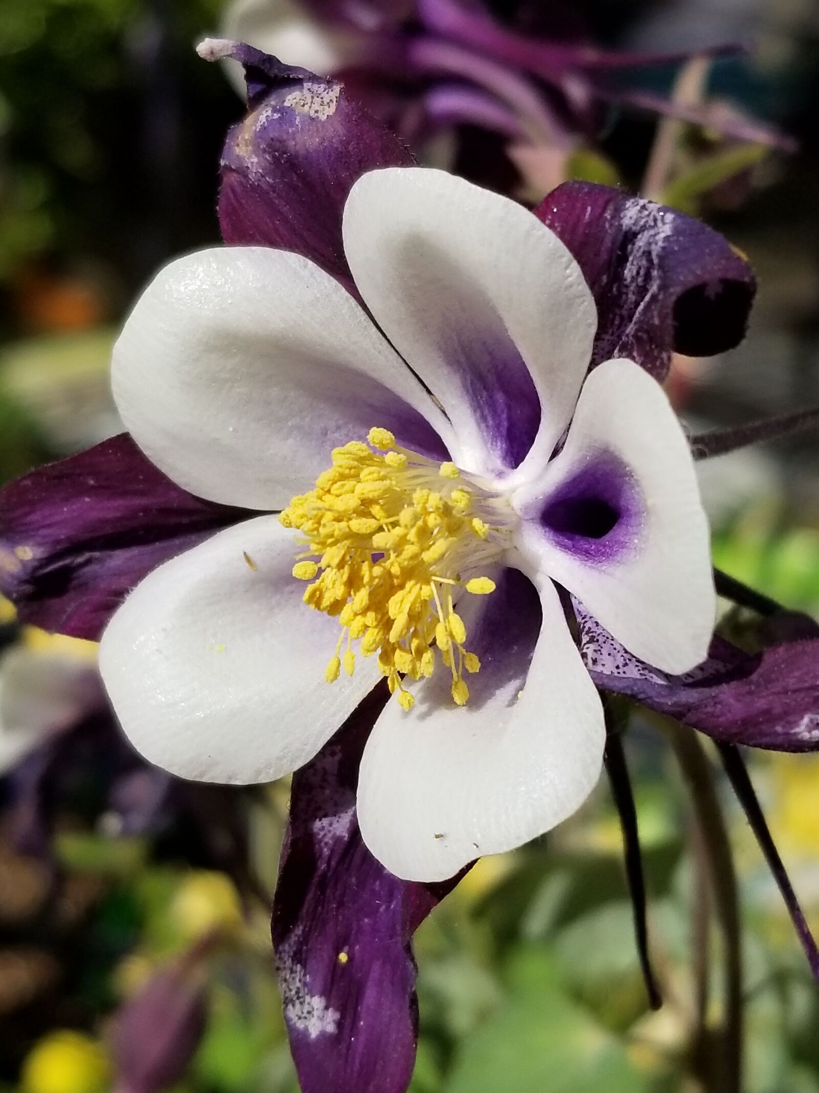Samsung Galaxy S8+ sample photo. Flower, purple, bloom photography